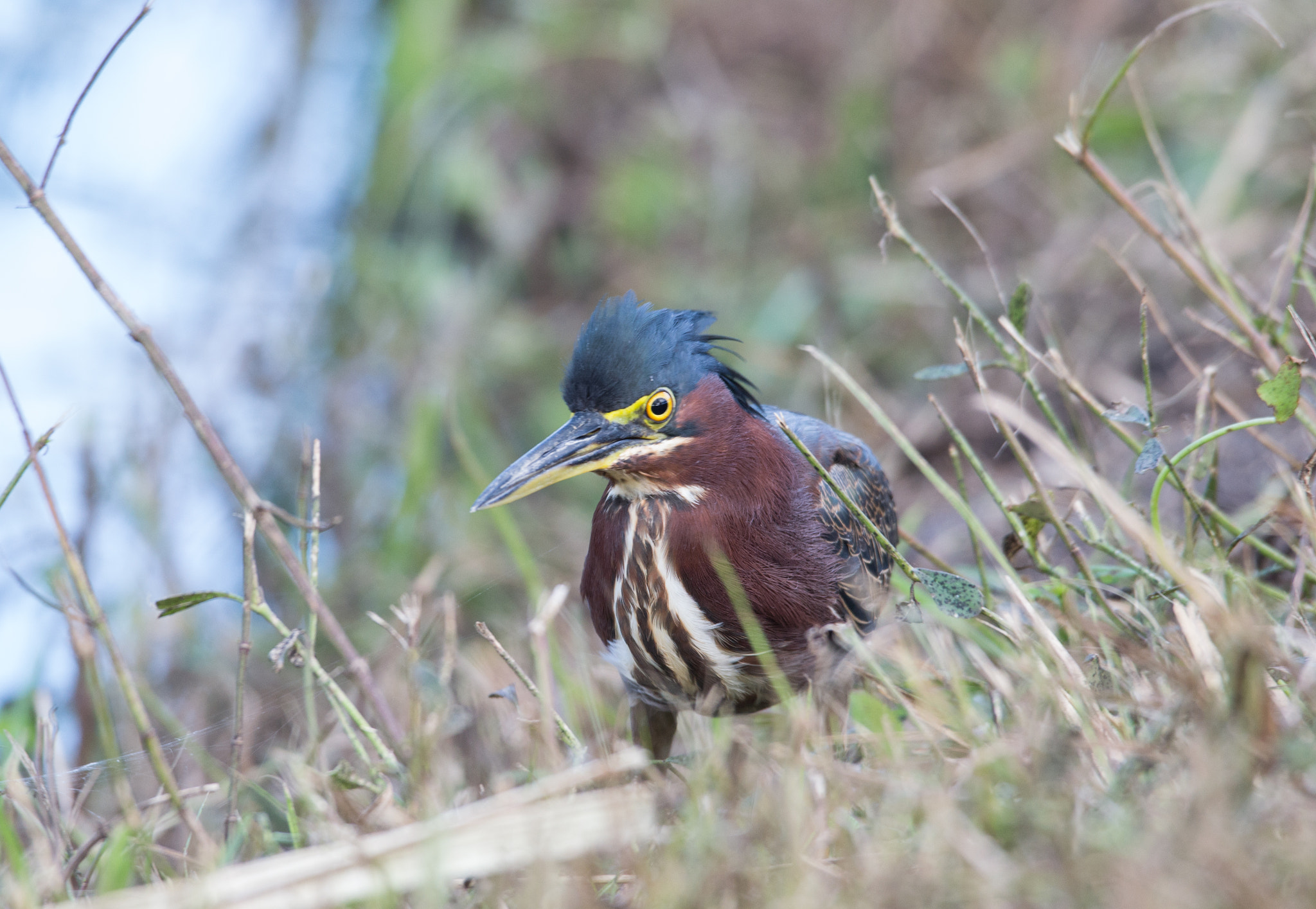 Sigma 120-400mm F4.5-5.6 DG OS HSM sample photo. Don't scare the fish! photography