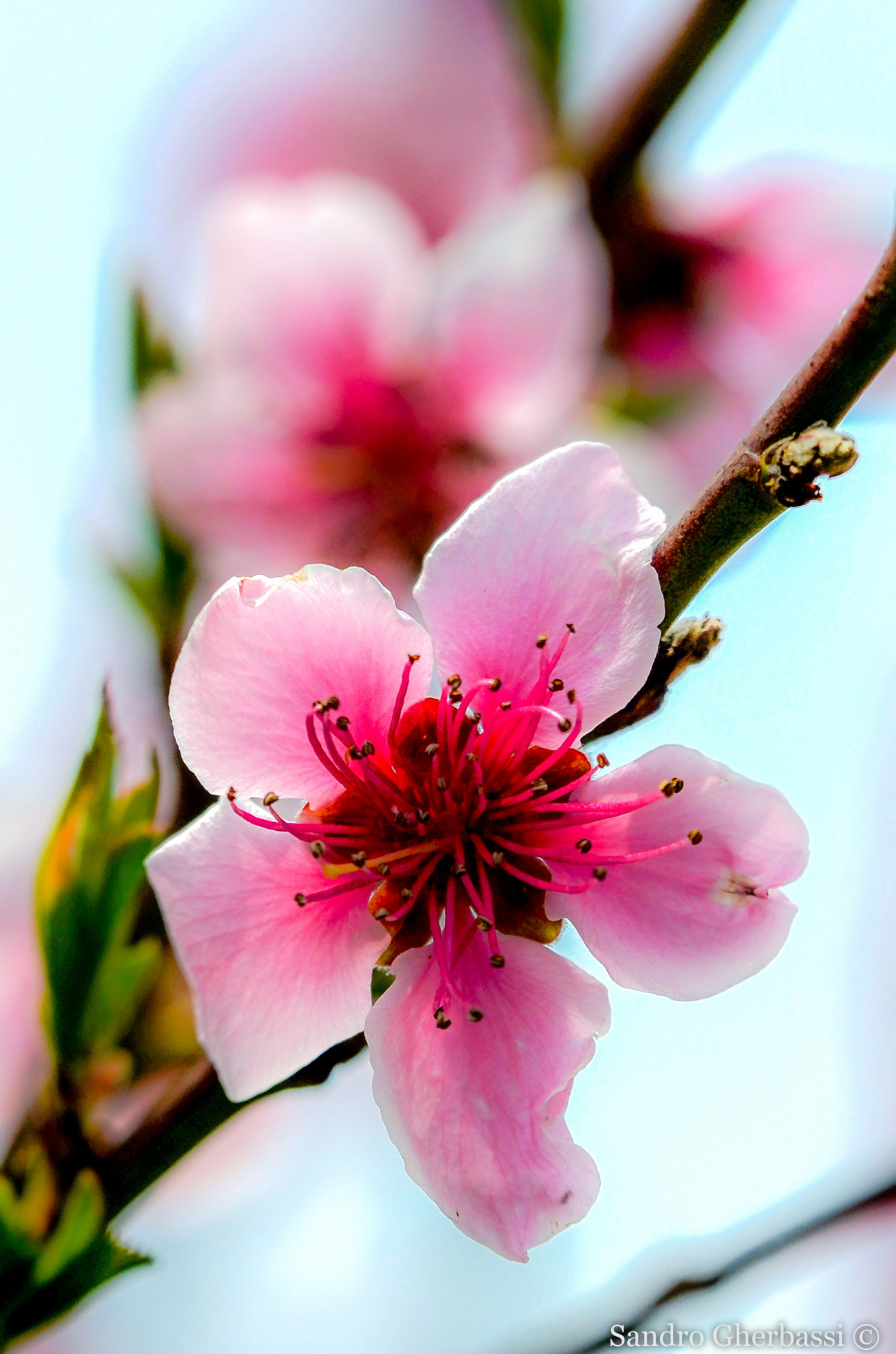 Sigma 50-150mm F2.8 EX APO DC OS HSM sample photo. Flowers photography