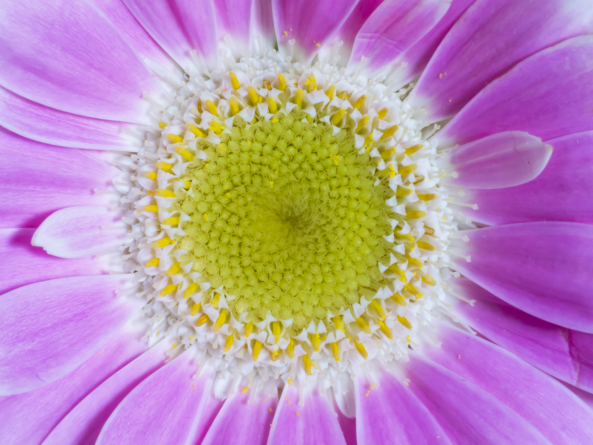 Panasonic Leica DG Macro-Elmarit 45mm F2.8 ASPH OIS sample photo. In the center photography