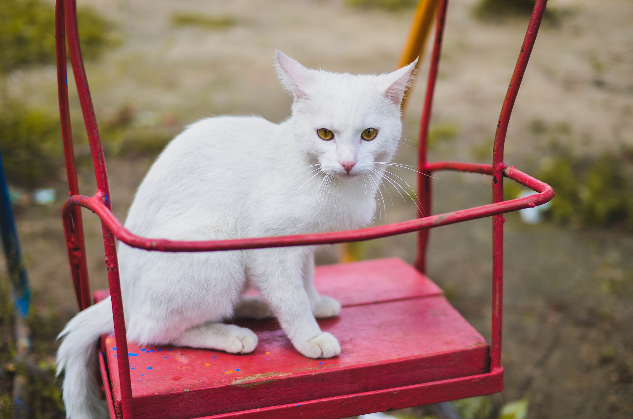 Nikon D5100 + Sigma 30mm F1.4 EX DC HSM sample photo. The white cat photography