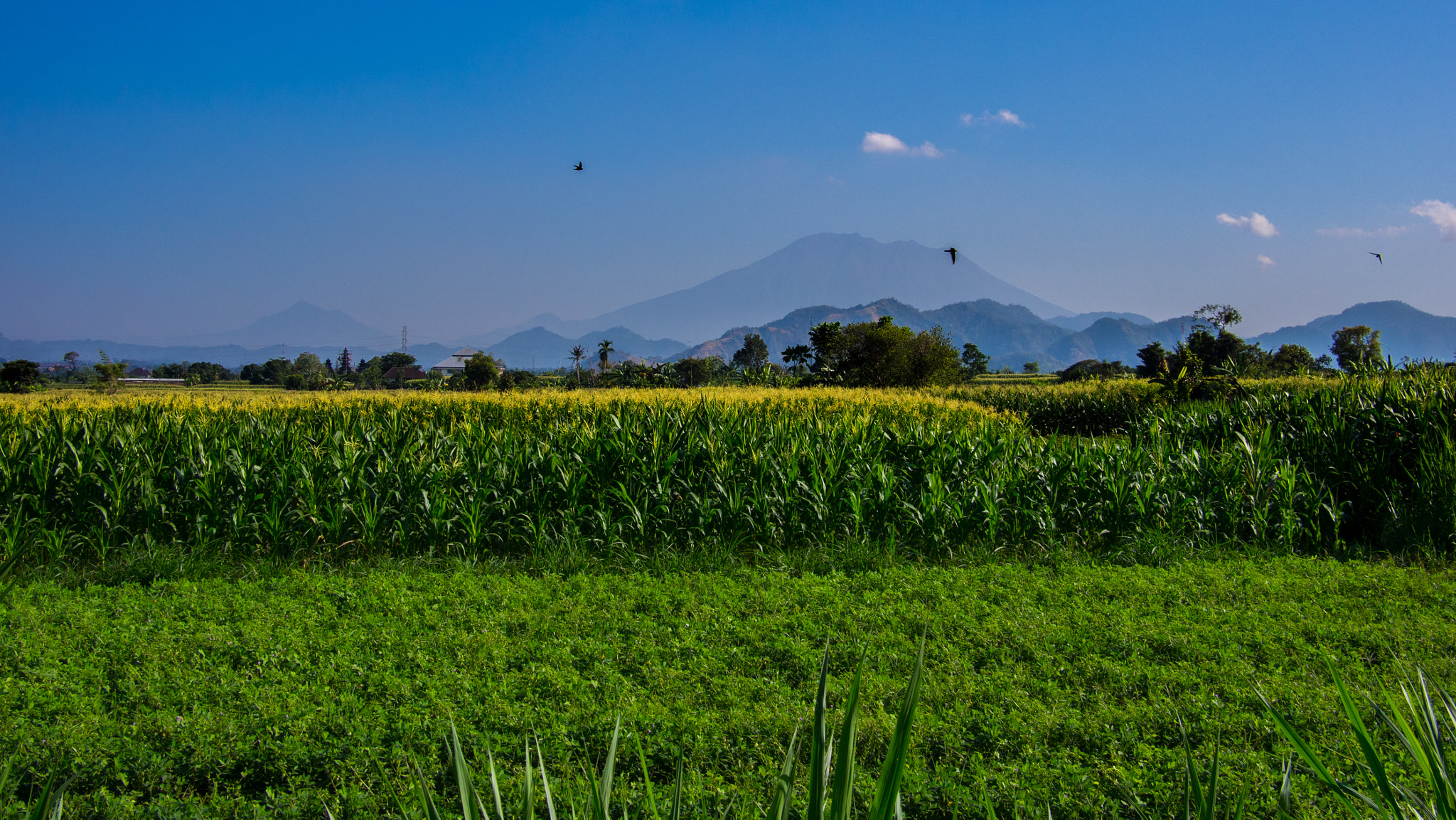 Olympus PEN E-PM2 + Panasonic Lumix G 20mm F1.7 ASPH sample photo. Bali view photography