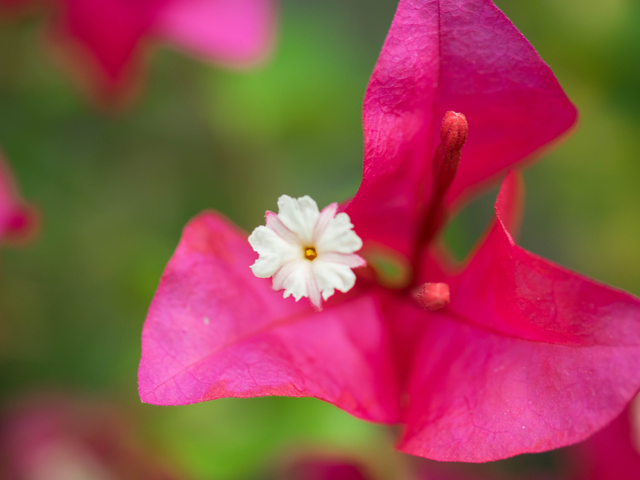 Olympus OM-D E-M1 + OLYMPUS 35mm Lens sample photo. Bougainvillea photography