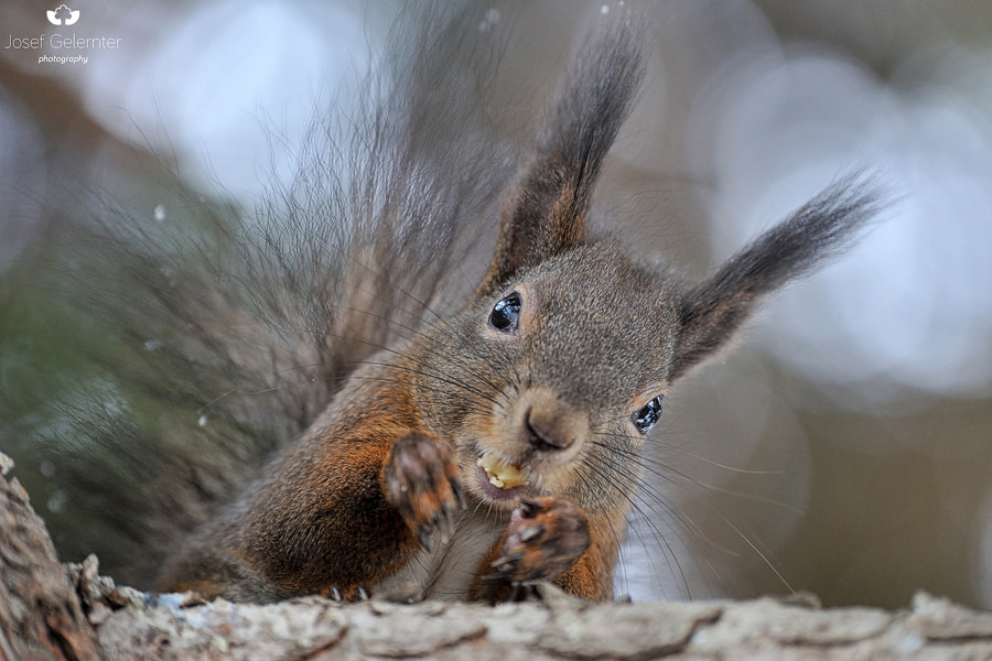 Nikon D3S sample photo. Can't give it back... photography