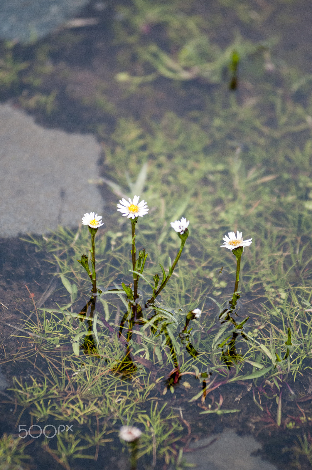 AF Zoom-Nikkor 80-200mm f/2.8 ED sample photo. Flower photography