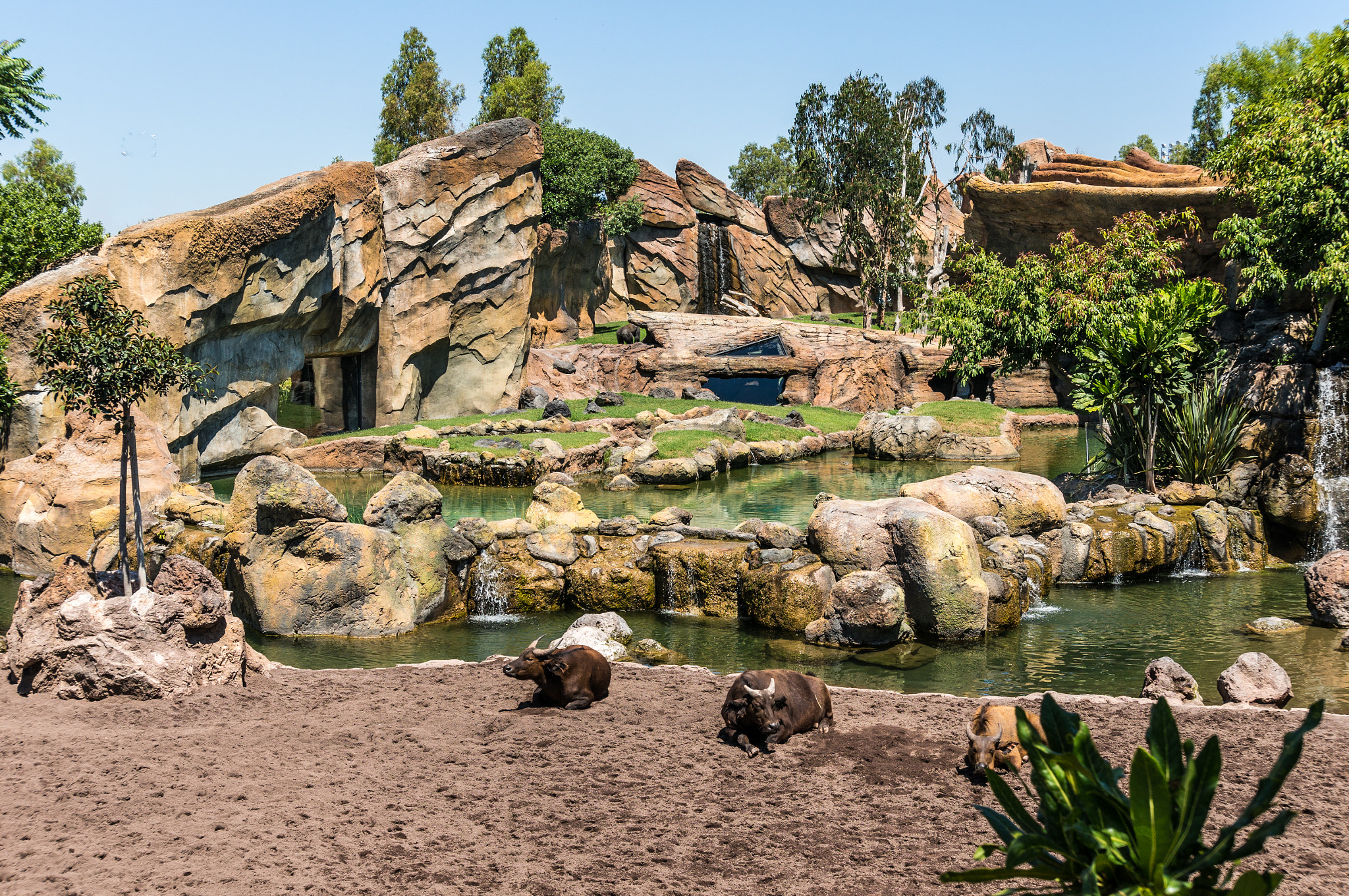 Sony Alpha NEX-6 + Sony E 18-200mm F3.5-6.3 OSS sample photo. Landscape with buffaloes photography