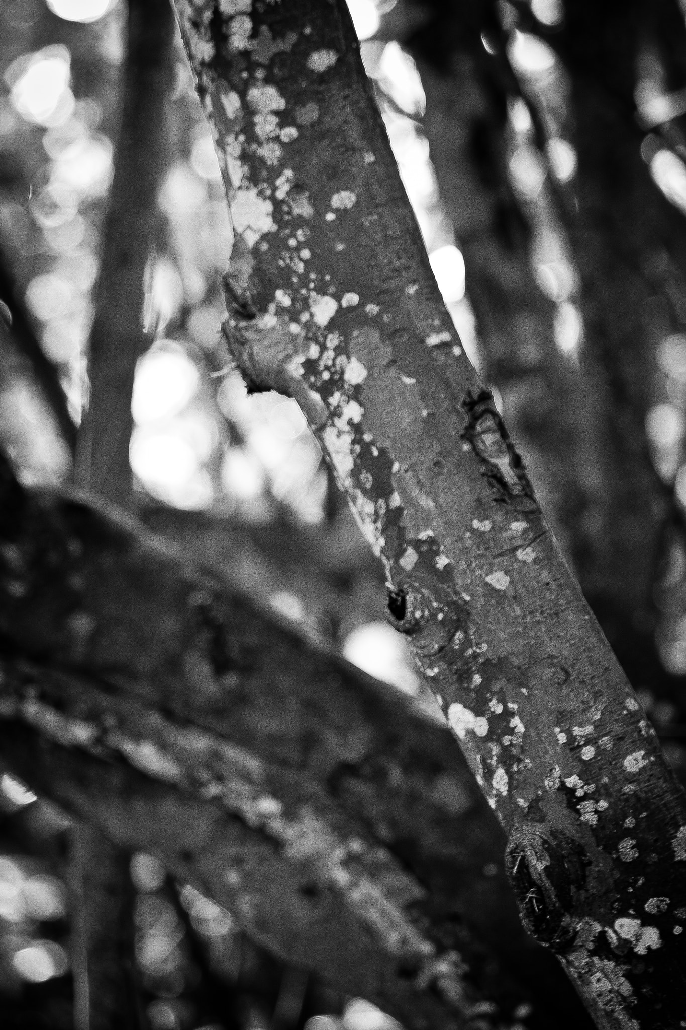 Canon EOS 450D (EOS Rebel XSi / EOS Kiss X2) sample photo. Branch photography