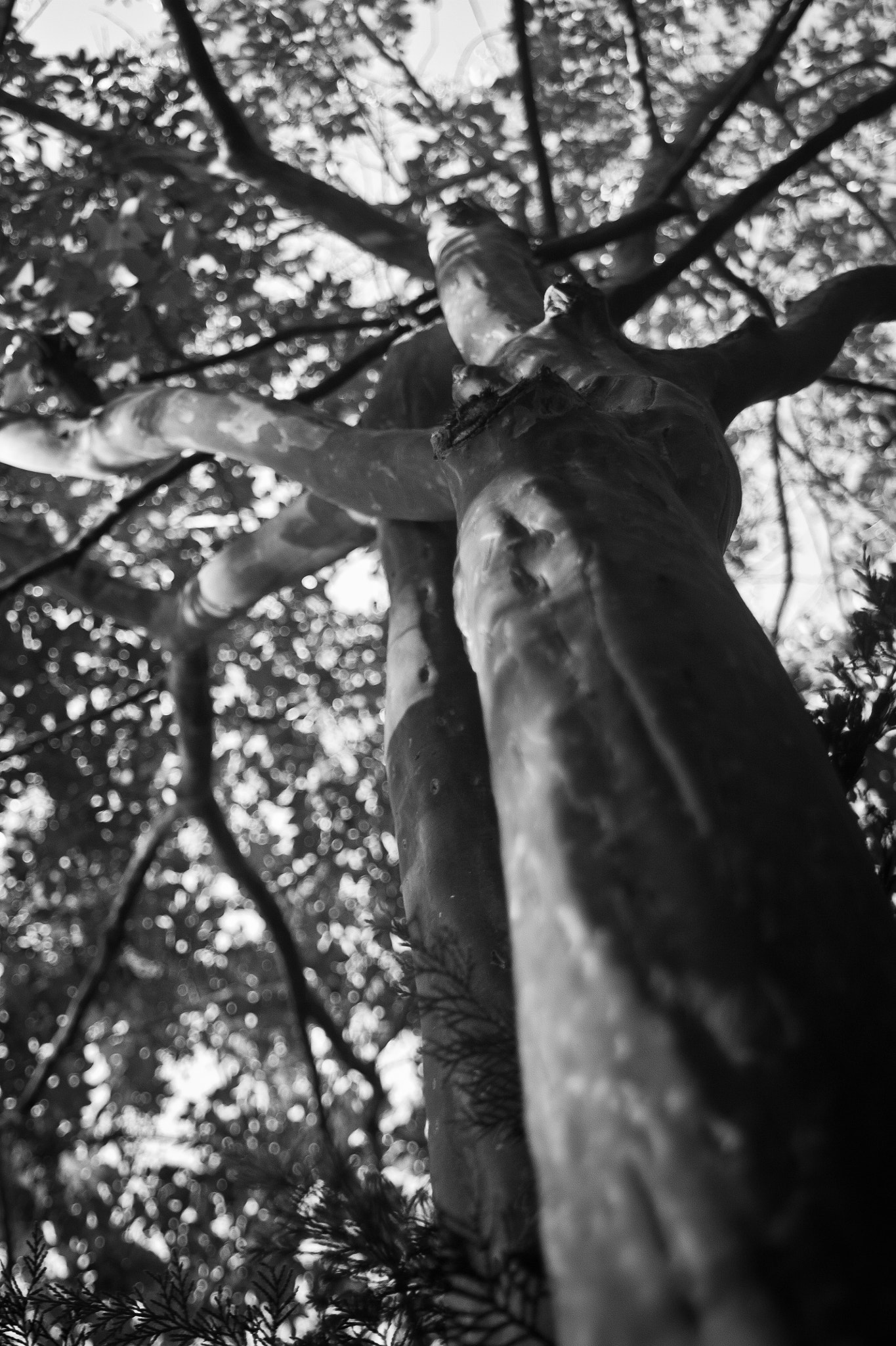 Canon EOS 450D (EOS Rebel XSi / EOS Kiss X2) + Canon EF 35-80mm f/4-5.6 sample photo. The grand tree photography