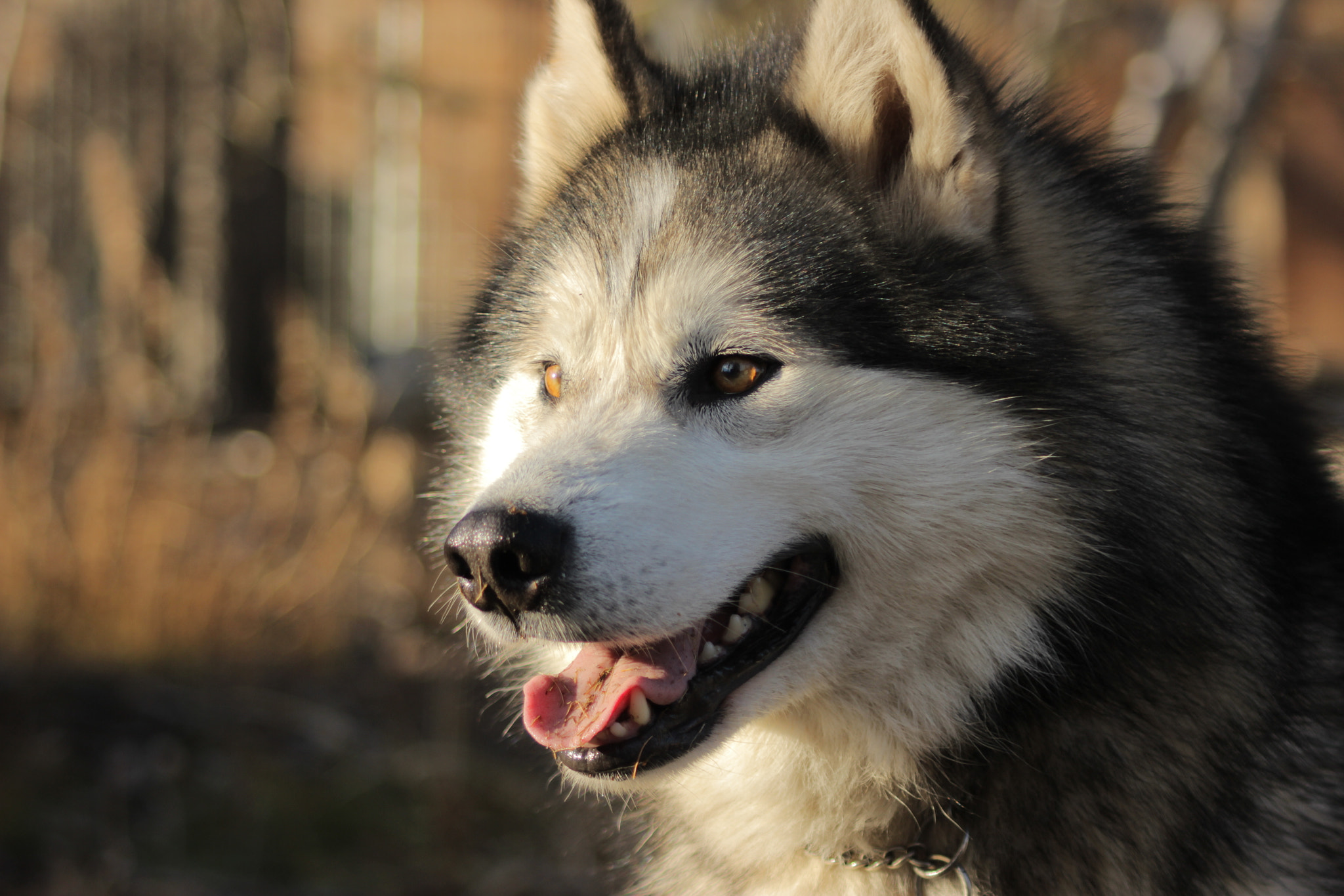 Canon EOS 600D (Rebel EOS T3i / EOS Kiss X5) + Canon EF 70-210mm f/4 sample photo. Malamute photography