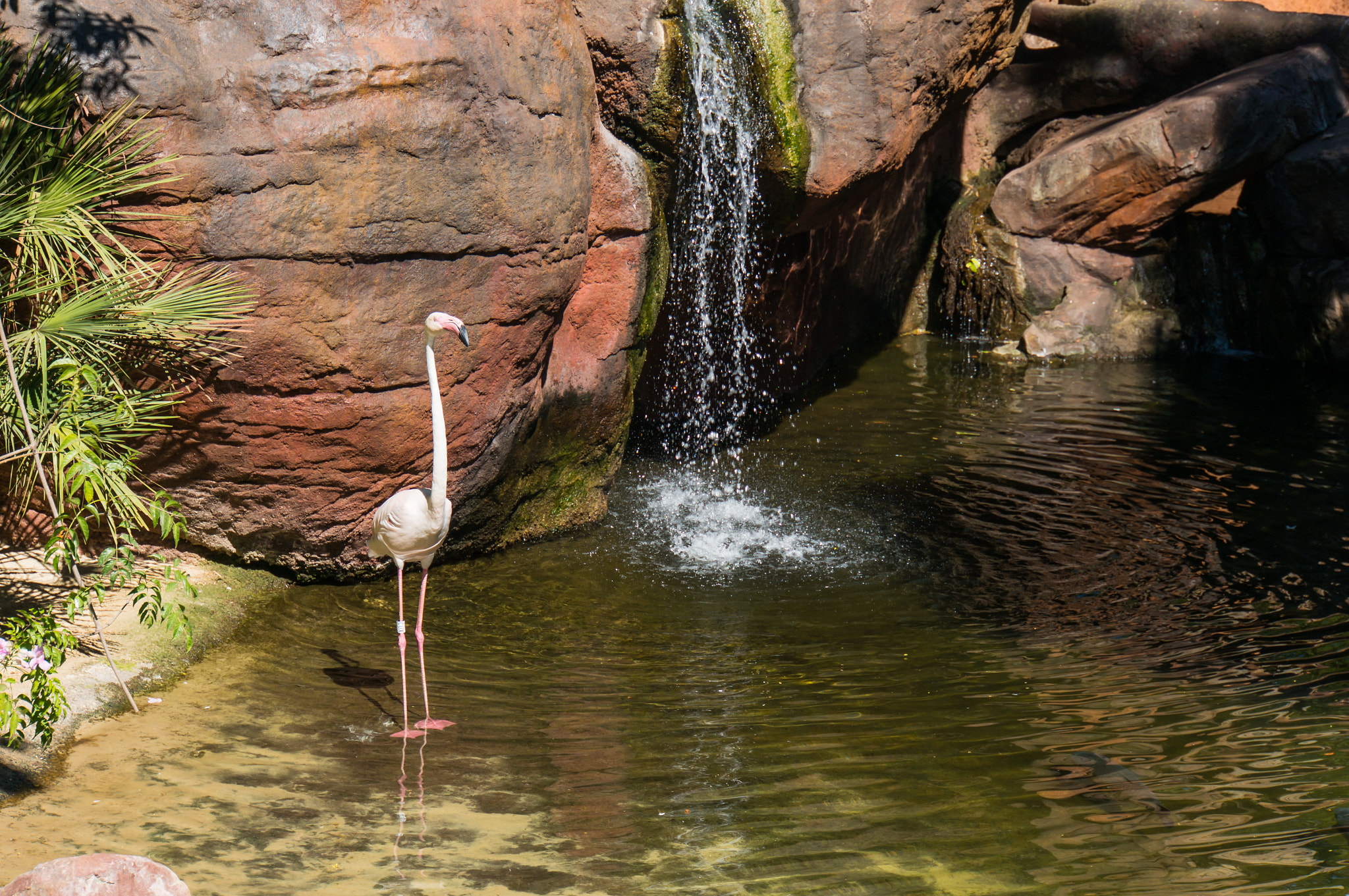 Sony Alpha NEX-6 + Sony E 18-200mm F3.5-6.3 OSS sample photo. Flamingo photography