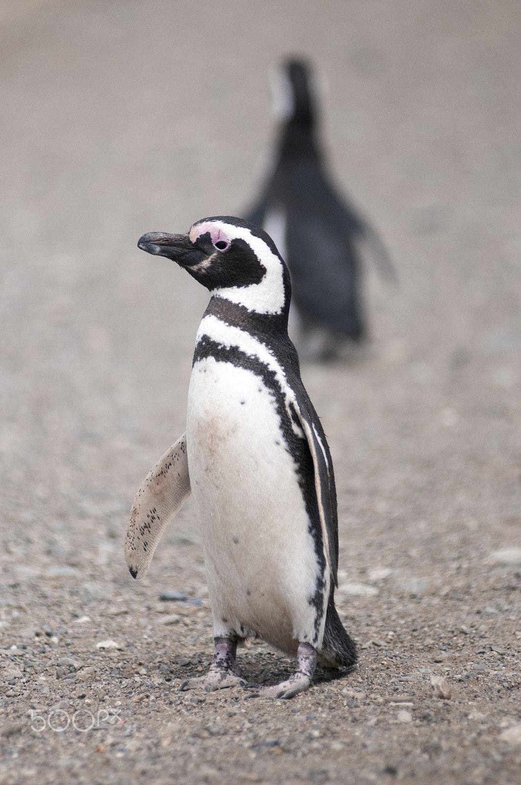 AF Zoom-Nikkor 80-200mm f/2.8 ED sample photo. Magellanic penguin photography