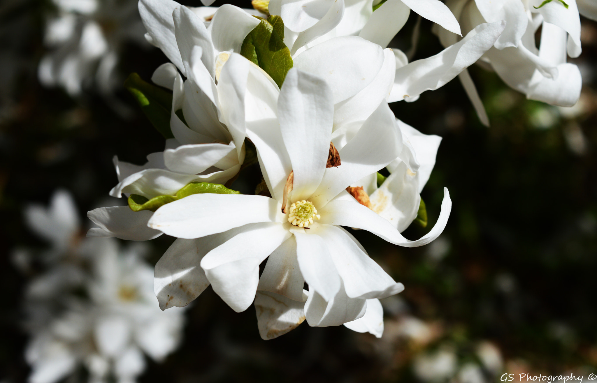 IX-Nikkor 24-70mm f/3.5-5.6 sample photo. Flower photography