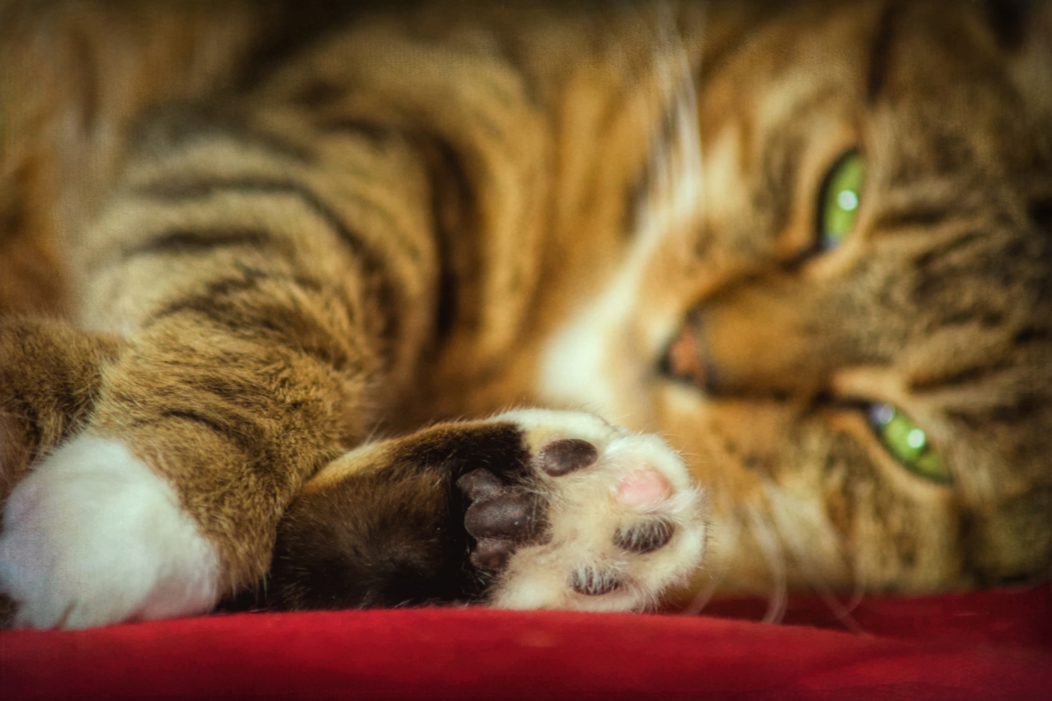 Nikon D7100 + AF Zoom-Nikkor 70-210mm f/4 sample photo. One pink pad photography