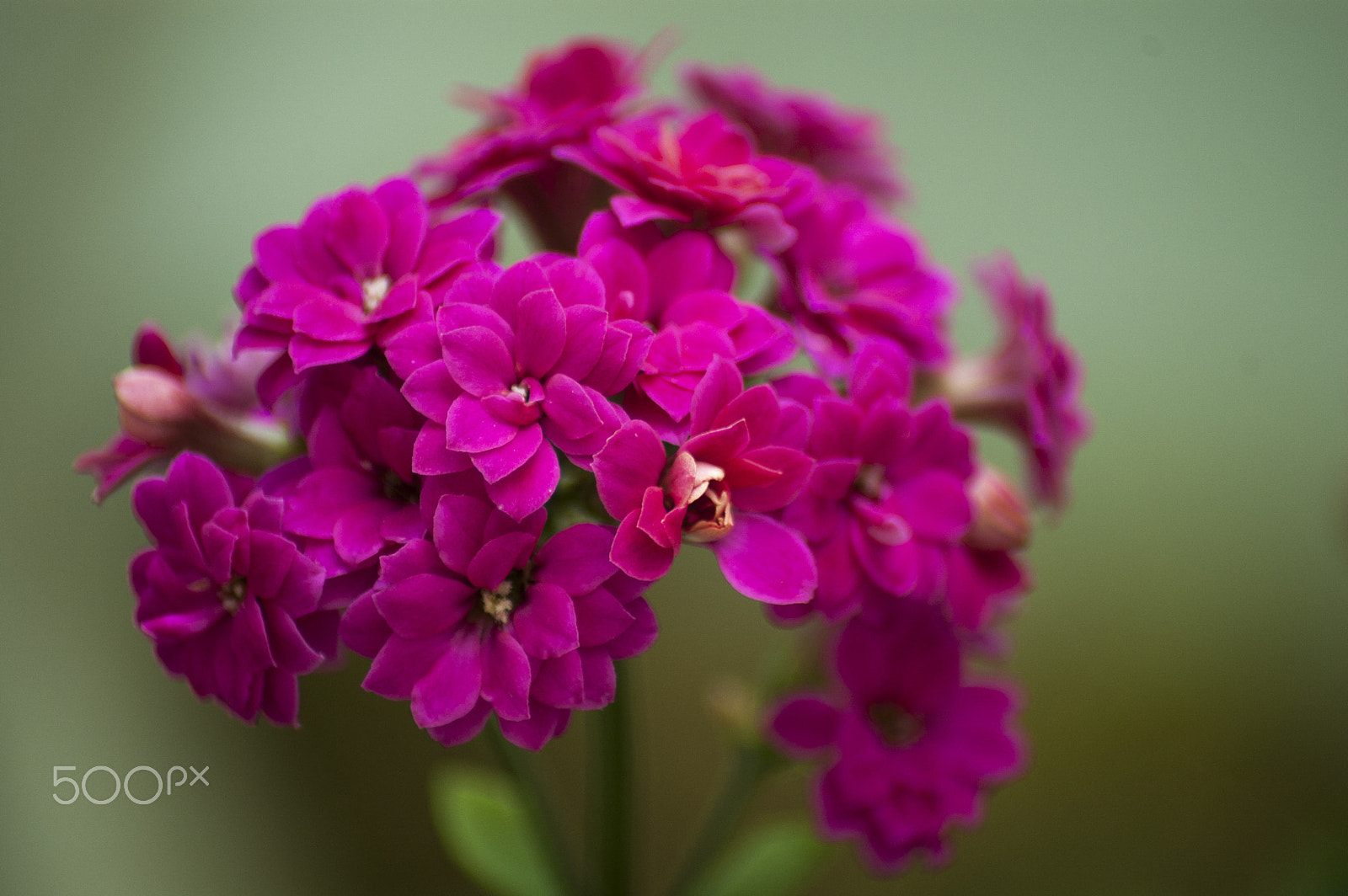 Nikon D40 sample photo. Violet photography