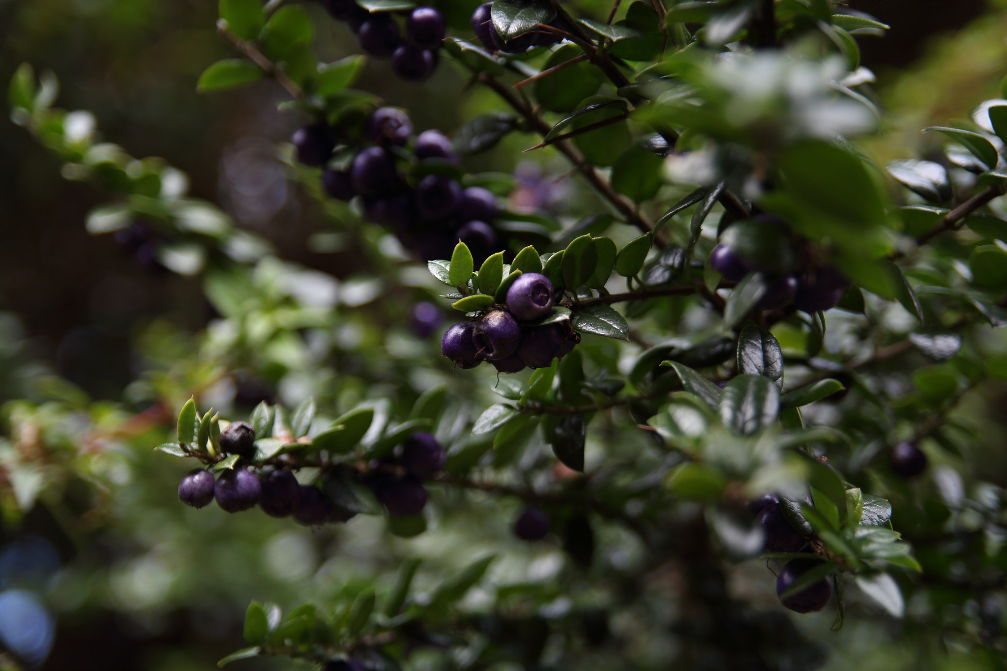 Tamron SP AF 17-50mm F2.8 XR Di II LD Aspherical (IF) sample photo. Luma apiculata photography