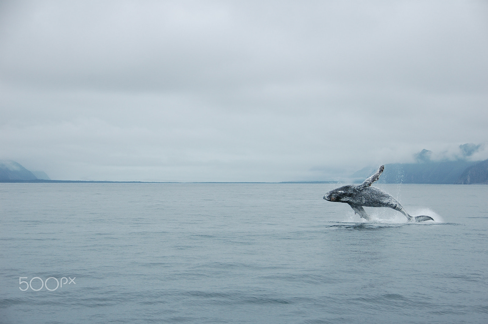Nikon D70 sample photo. Humpback whale photography