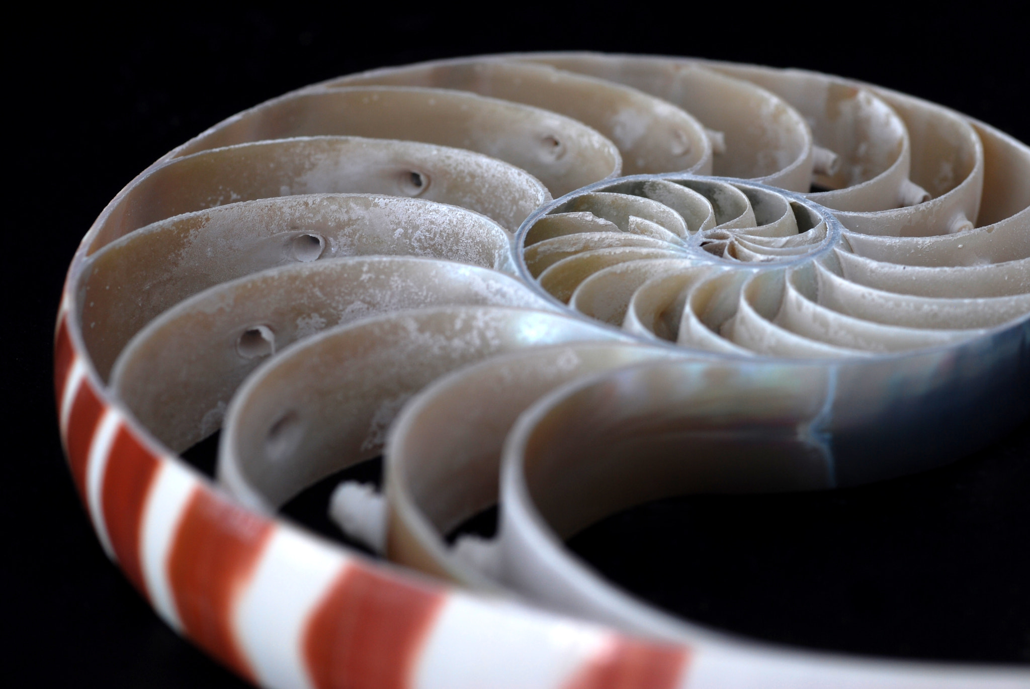 Nikon D40X sample photo. Nautilus shell sliced photography