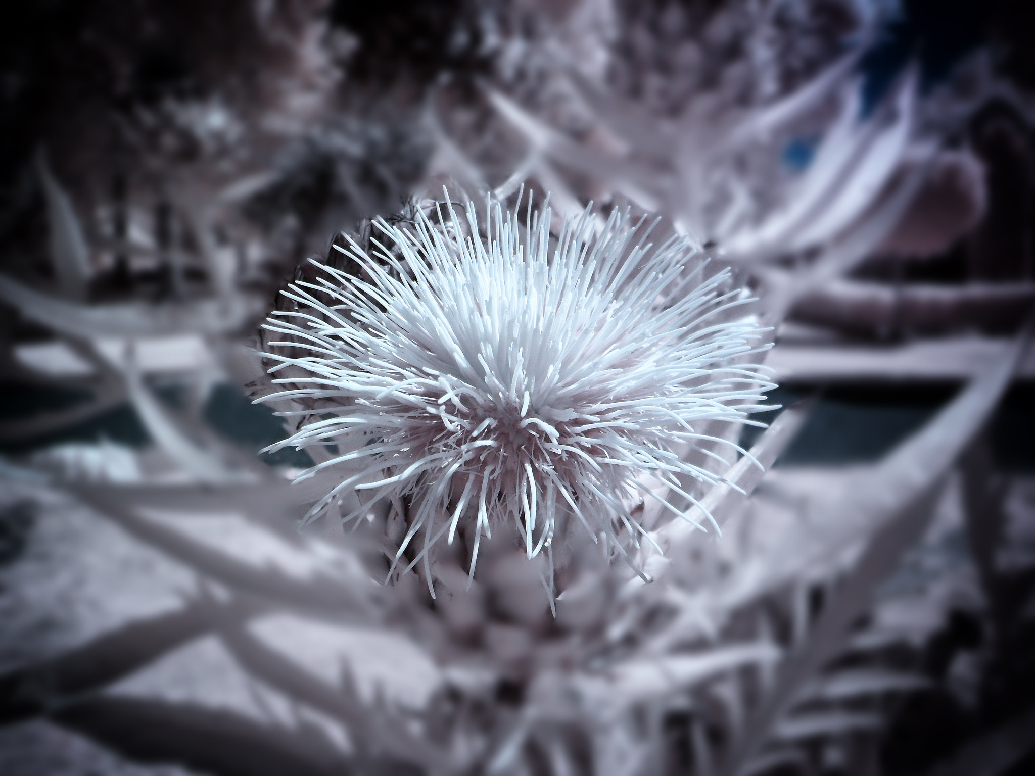 Samsung ES25, ES27 / VLUU ES25, ES27 /  SL45 sample photo. Infrared macro photography