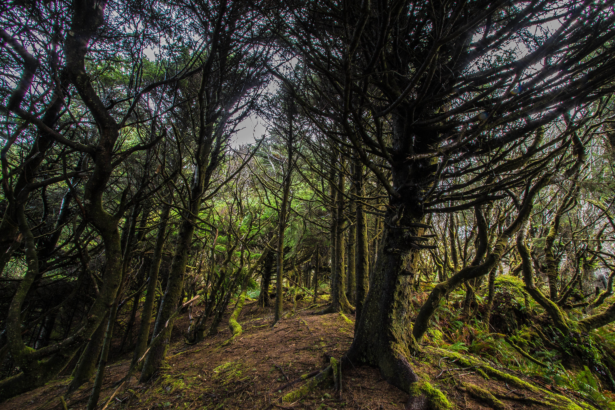 Canon EF-S 10-22mm F3.5-4.5 USM sample photo. Olympic rainforest photography