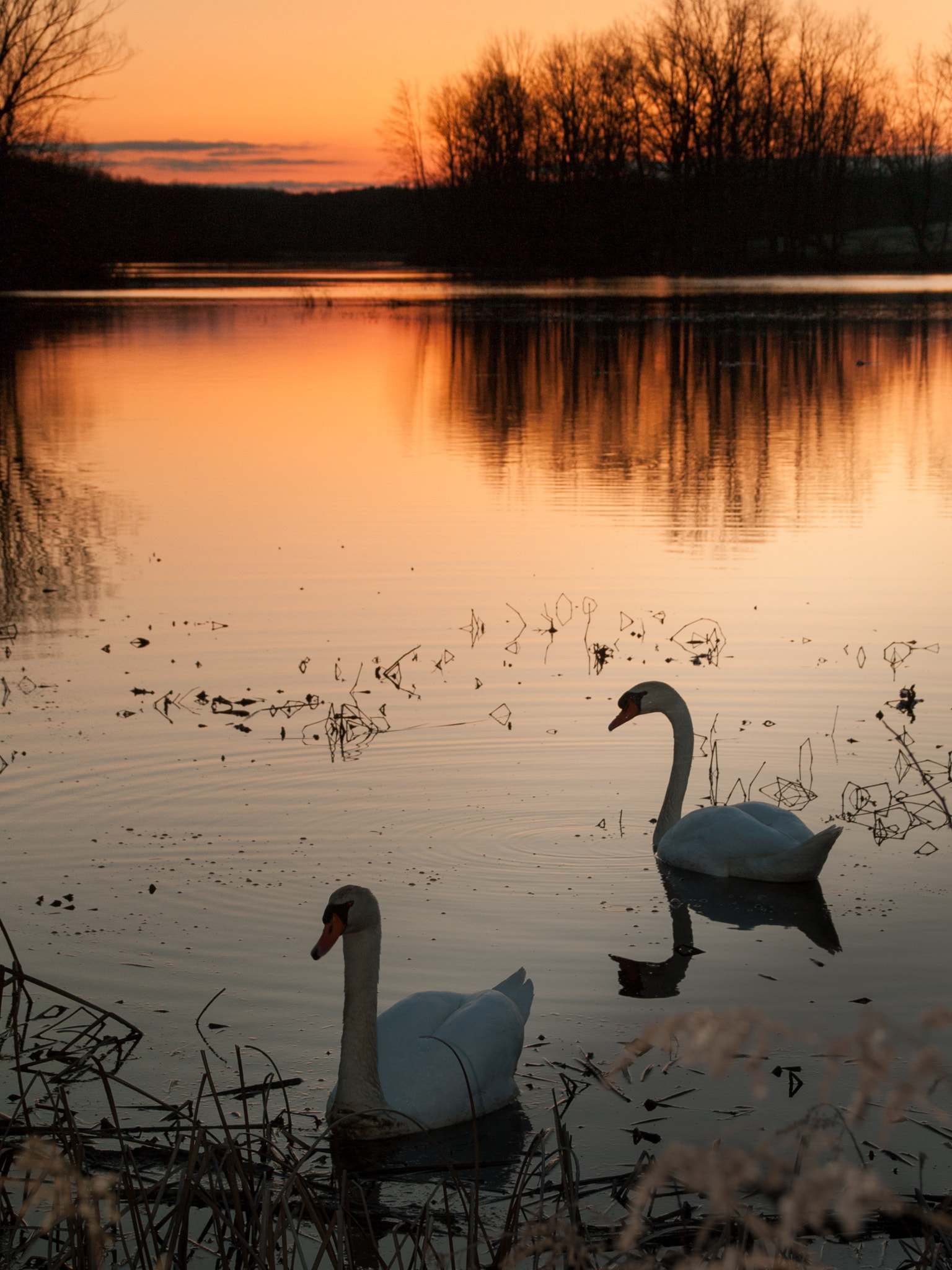 Panasonic Lumix DMC-L1 sample photo. Swans at sharon mills sunset photography