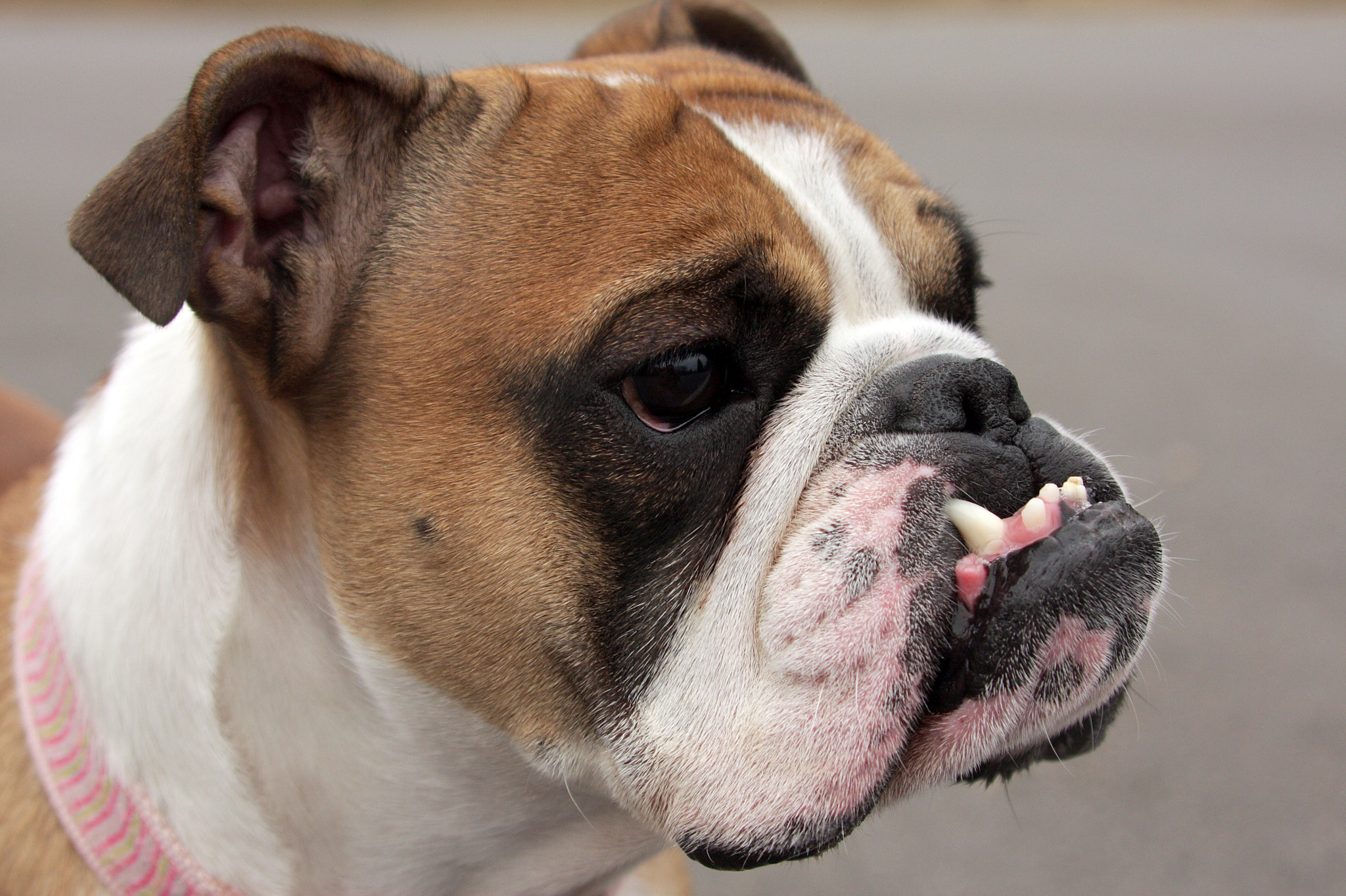 Canon EF 35-350mm F3.5-5.6L USM sample photo. Rosie photography
