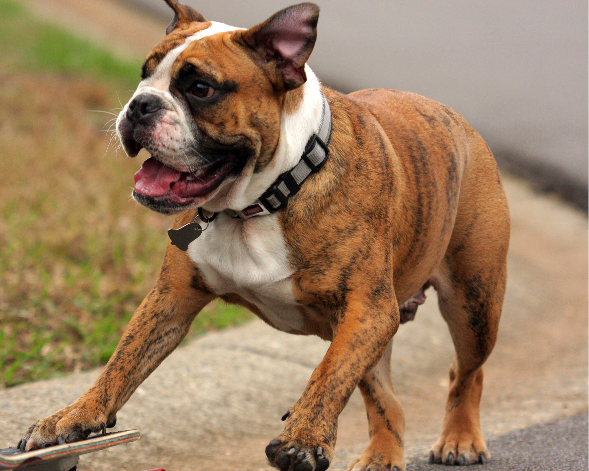 Canon EF 35-350mm F3.5-5.6L USM sample photo. Brutus photography