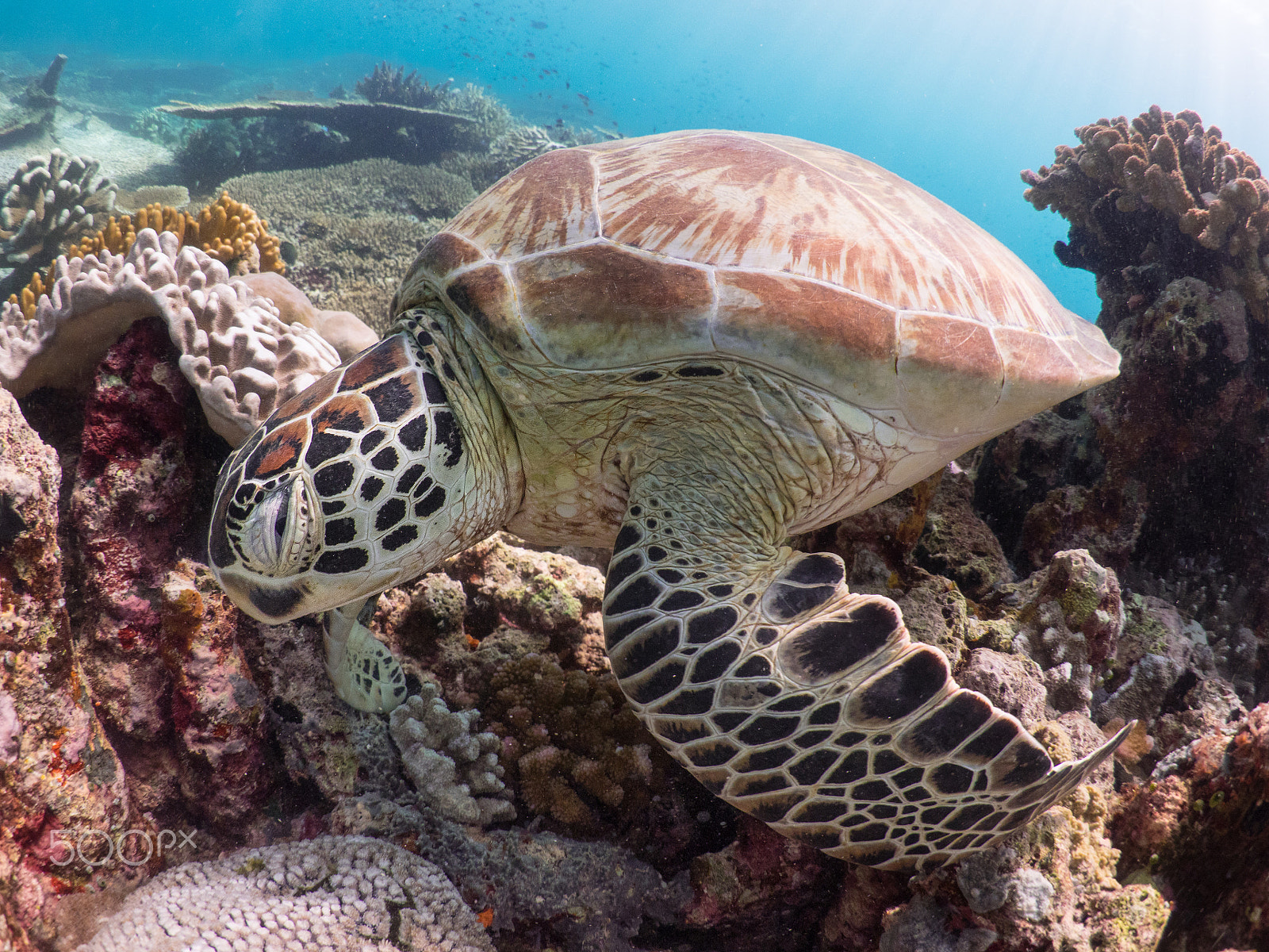 Olympus OM-D E-M1 + LUMIX G FISHEYE 8/F3.5 sample photo. Turtle with coral reefs photography