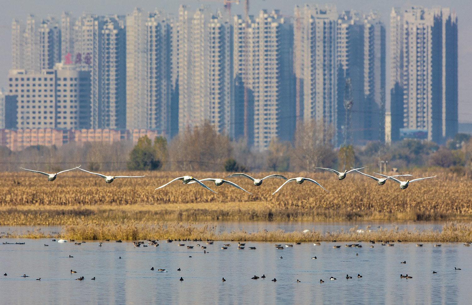 Canon EF 600mm F4L IS II USM sample photo. 350a2711.jpg photography