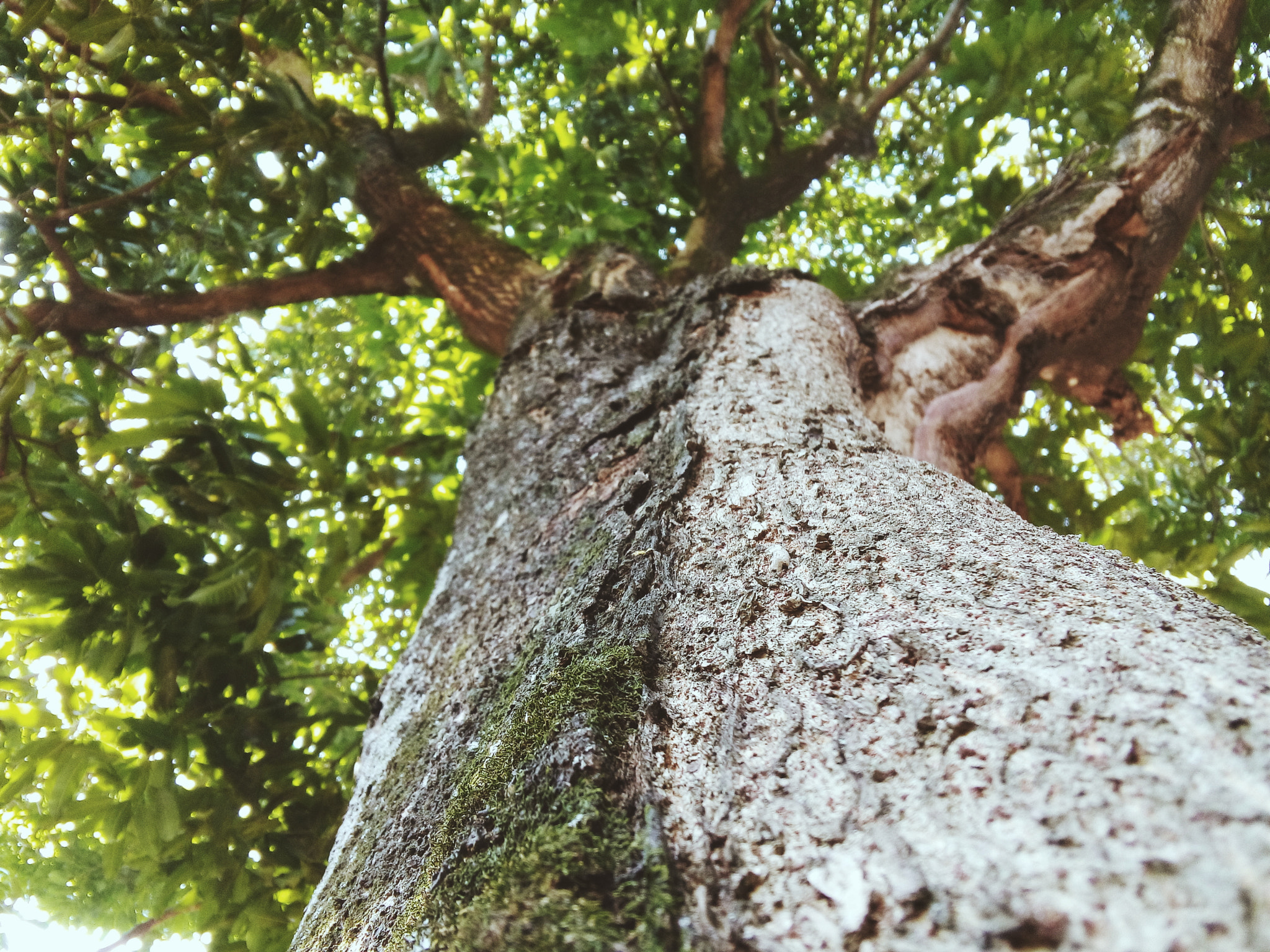 LG L Bello sample photo
