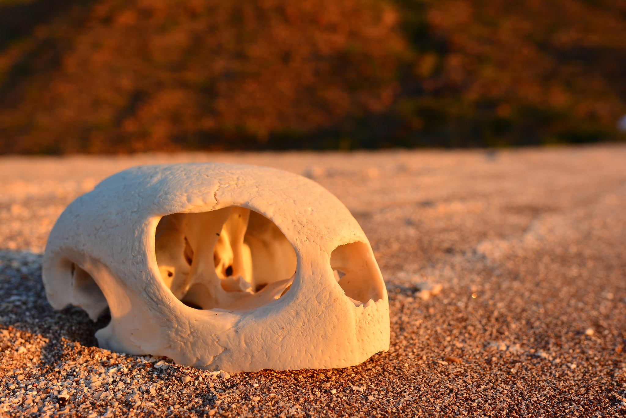 Nikon AF-S Nikkor 24mm F1.8G ED sample photo. Sea  turtle  skull. photography