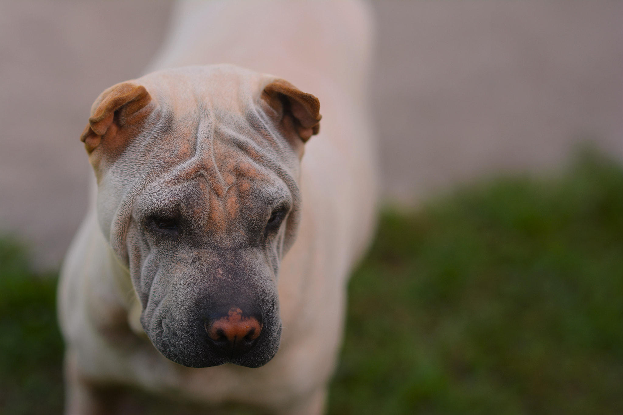 Samyang 85mm F1.4 Aspherical IF sample photo. Winkle photography