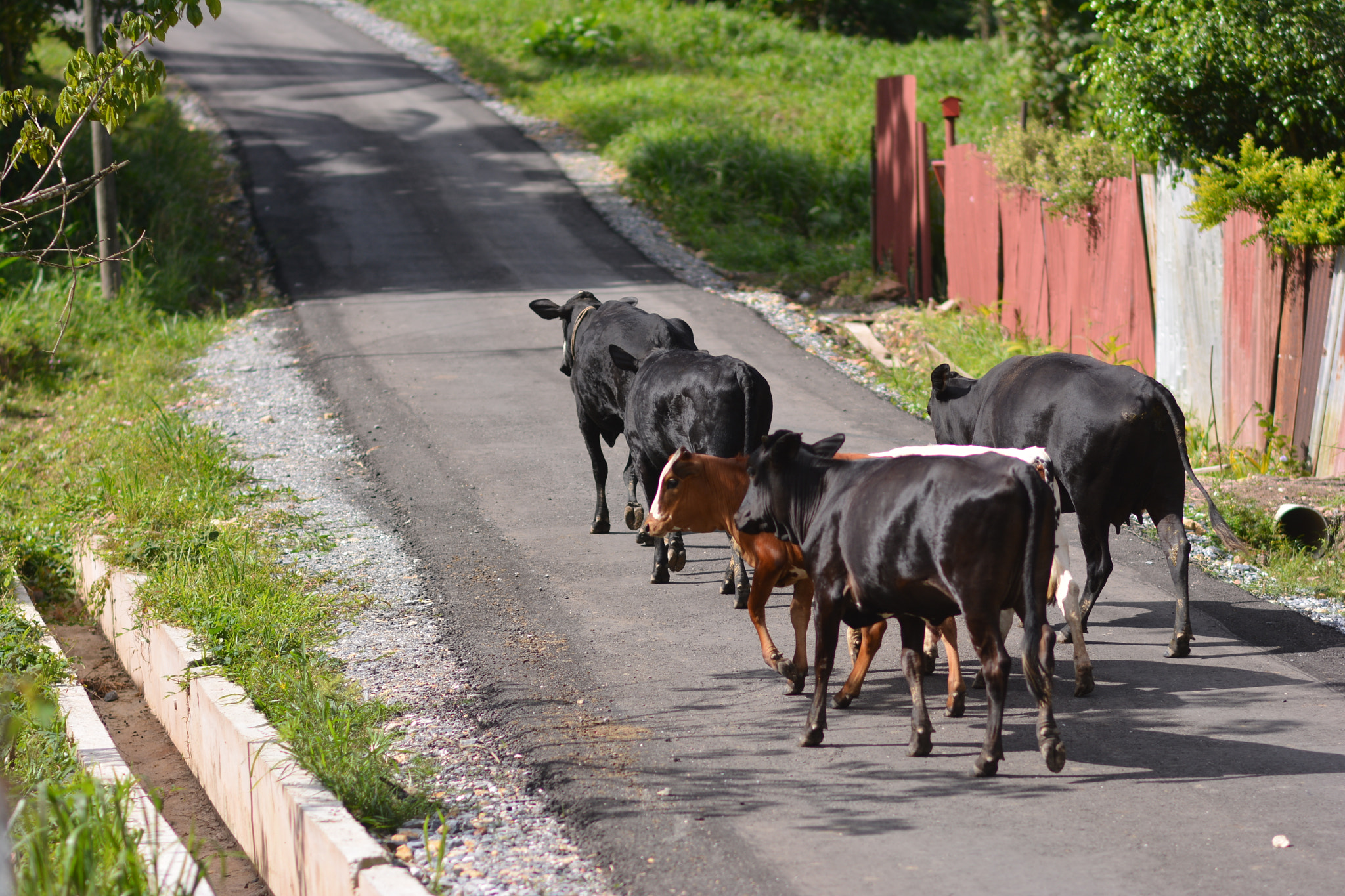 Samyang 85mm F1.4 Aspherical IF sample photo. On the road again photography