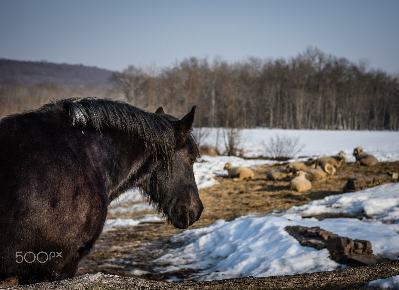 Pentax K-3 + Pentax smc DA 40mm F2.8 Limited sample photo. Jealous horse photography