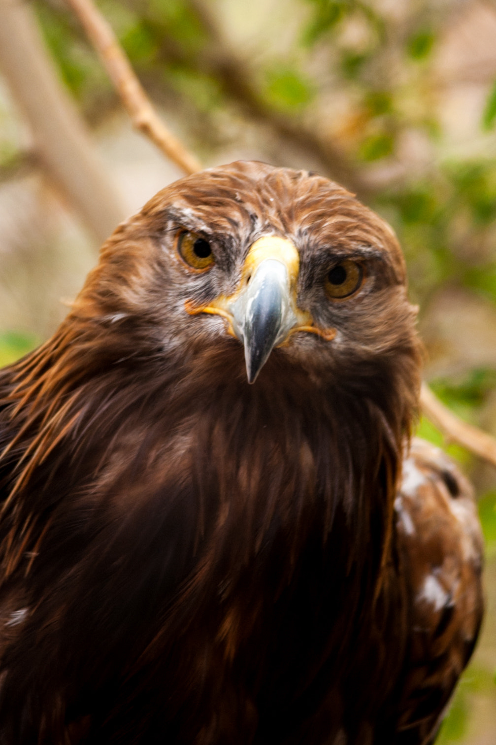 Nikon D700 + Nikon AF-S Nikkor 300mm F4D ED-IF sample photo. Golden eagle photography