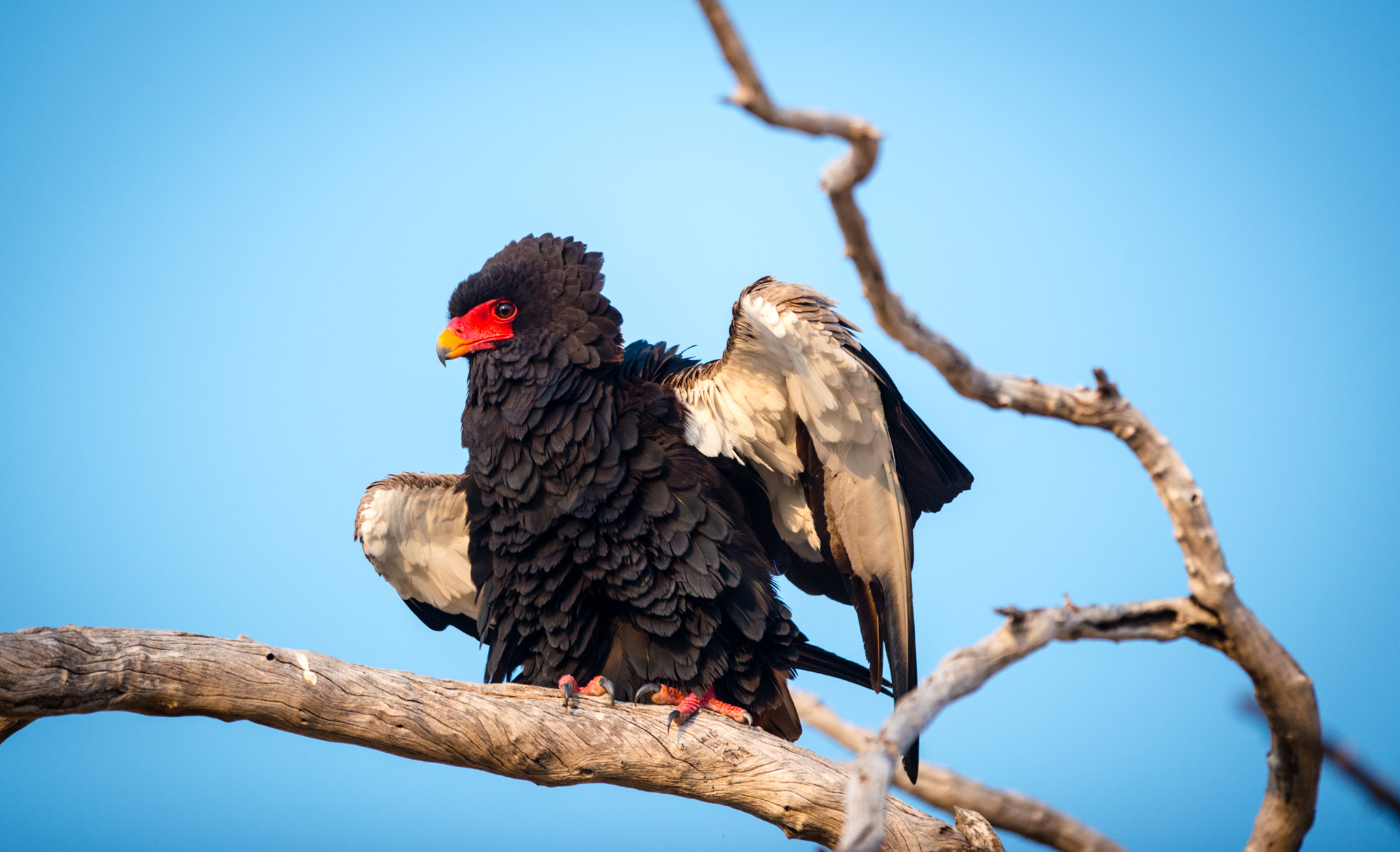 Nikon AF-S Nikkor 400mm F2.8G ED VR II sample photo. Batalier eagle photography