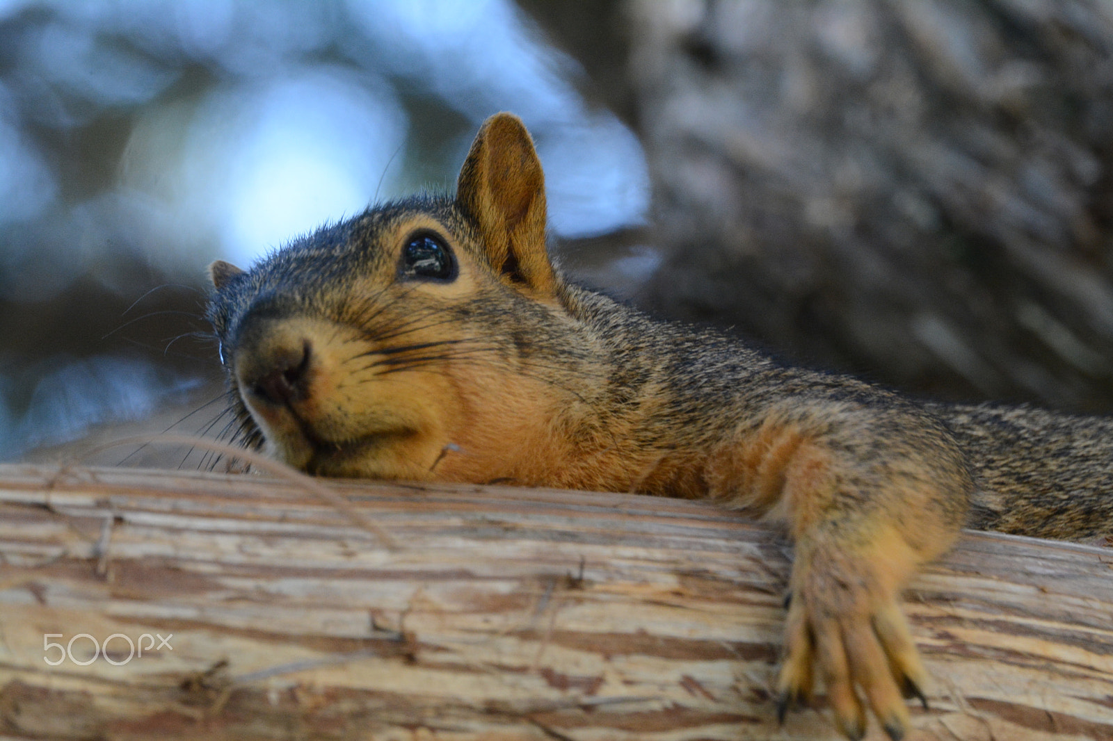 Nikon D7100 + Sigma APO 170-500mm F5-6.3 Aspherical RF sample photo. Waiting on the cat photography