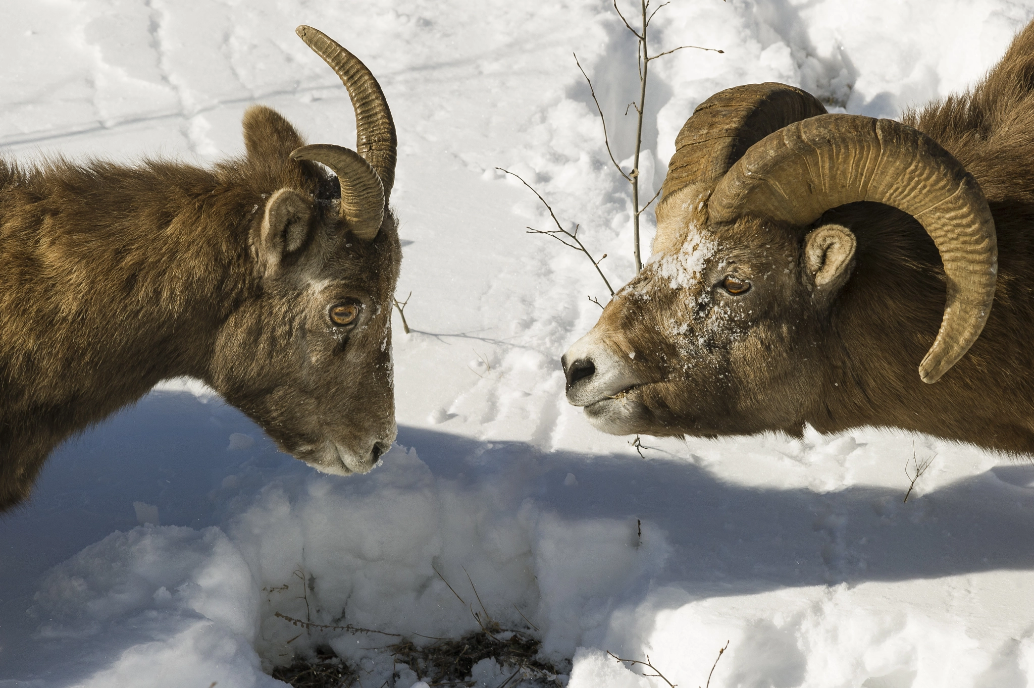 Sigma 150-500mm F5-6.3 DG OS HSM sample photo. Bighorn sheep ewe and ram by abraham lake alberta photography