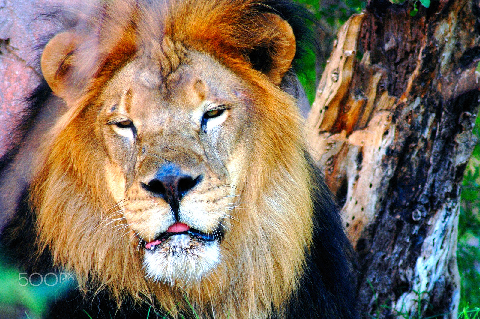 AF Zoom-Nikkor 70-300mm f/4-5.6D ED sample photo. The king photography