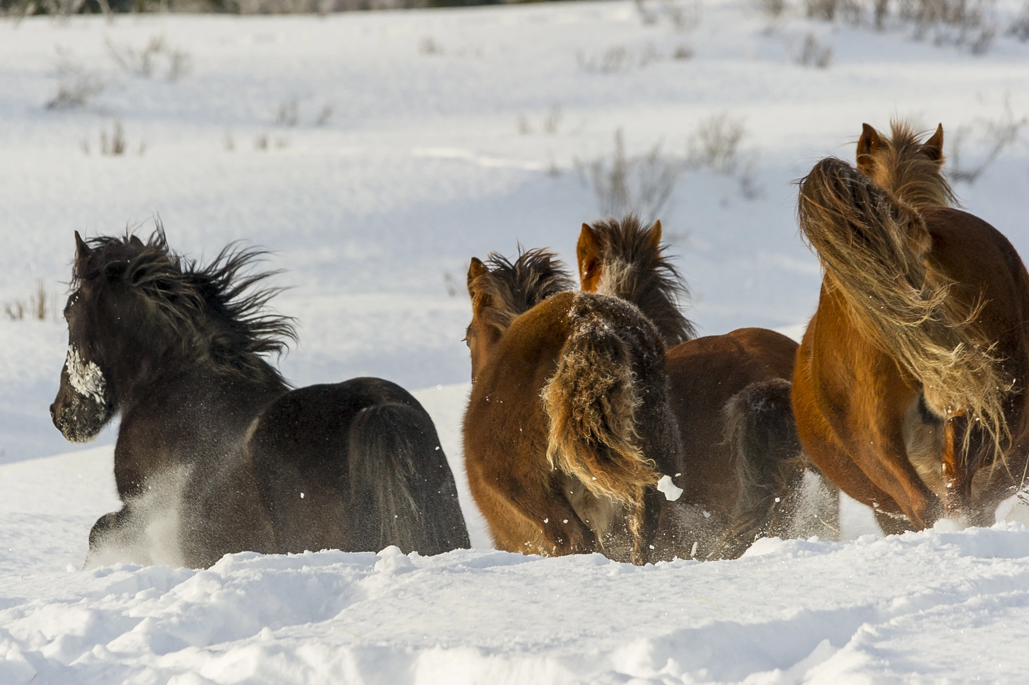 Nikon D3S + Sigma 150-500mm F5-6.3 DG OS HSM sample photo. Wild horses gallop through snow in winter along forestry trunk highway alberta photography