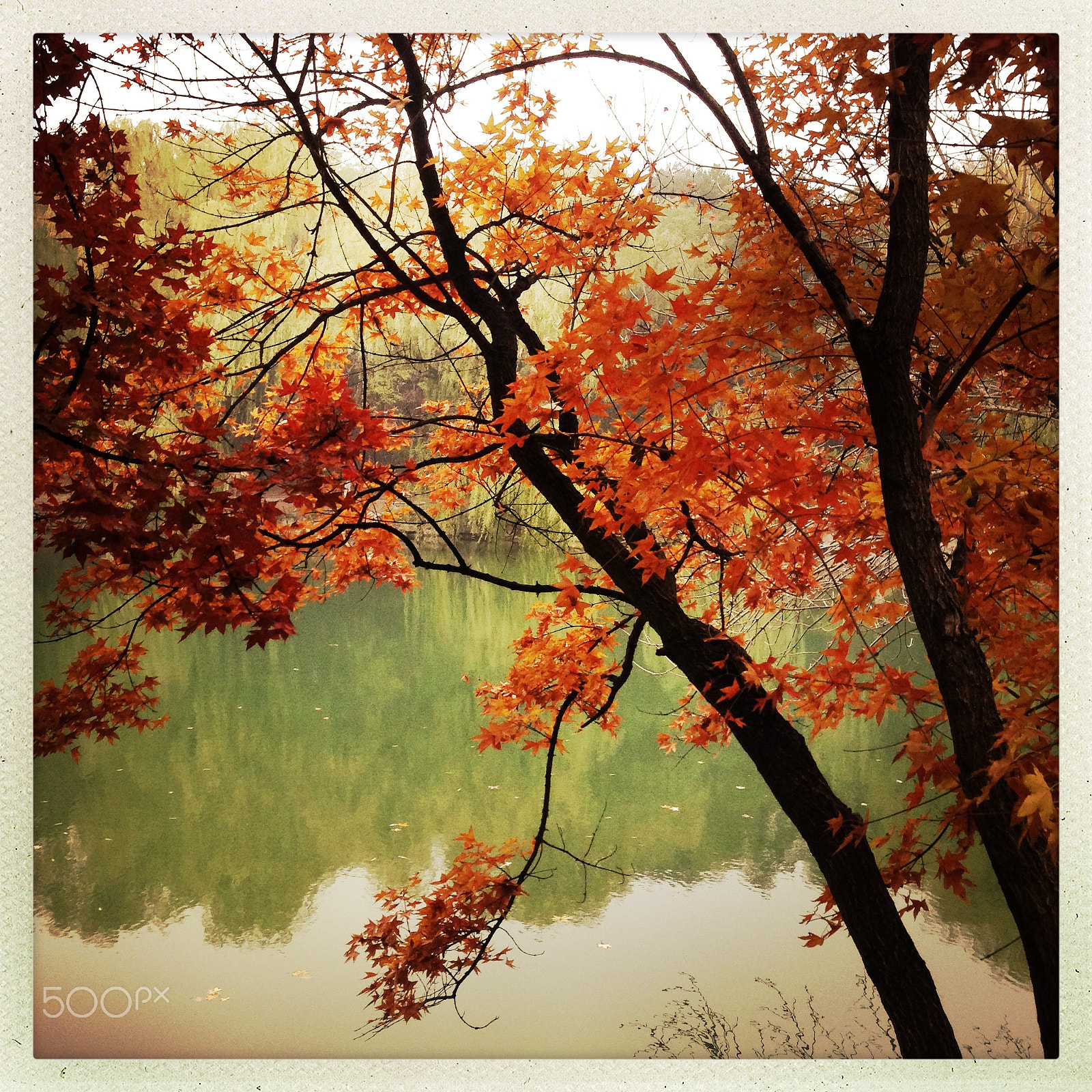 Hipstamatic 303 sample photo. Autumn in peking university photography