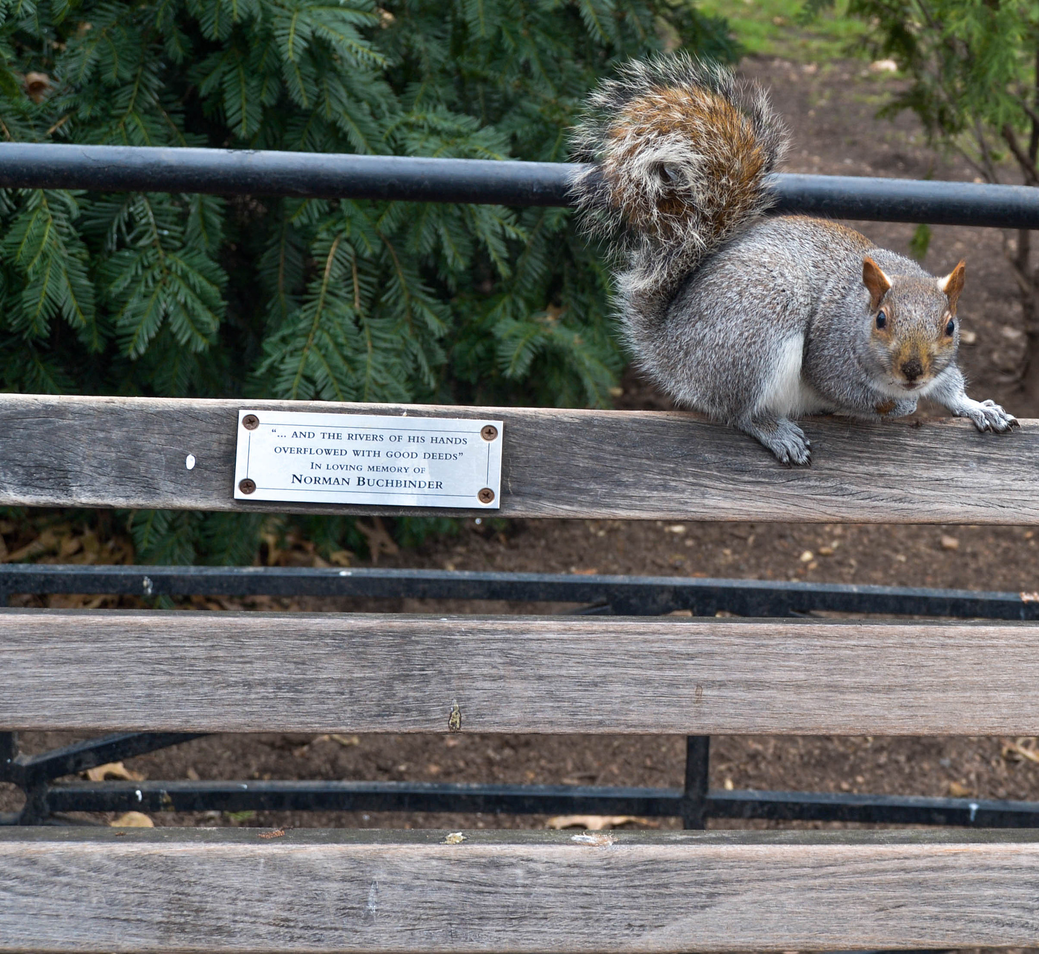 Nikon Df sample photo. A curious squirrel photography