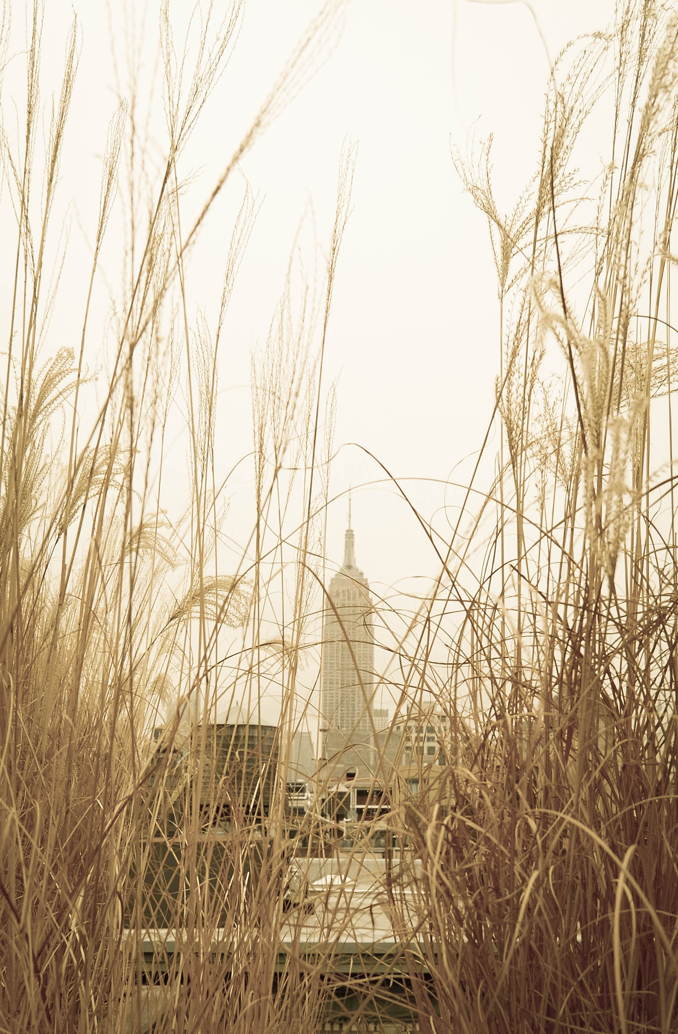 Nikon Df sample photo. Beyond the grass photography