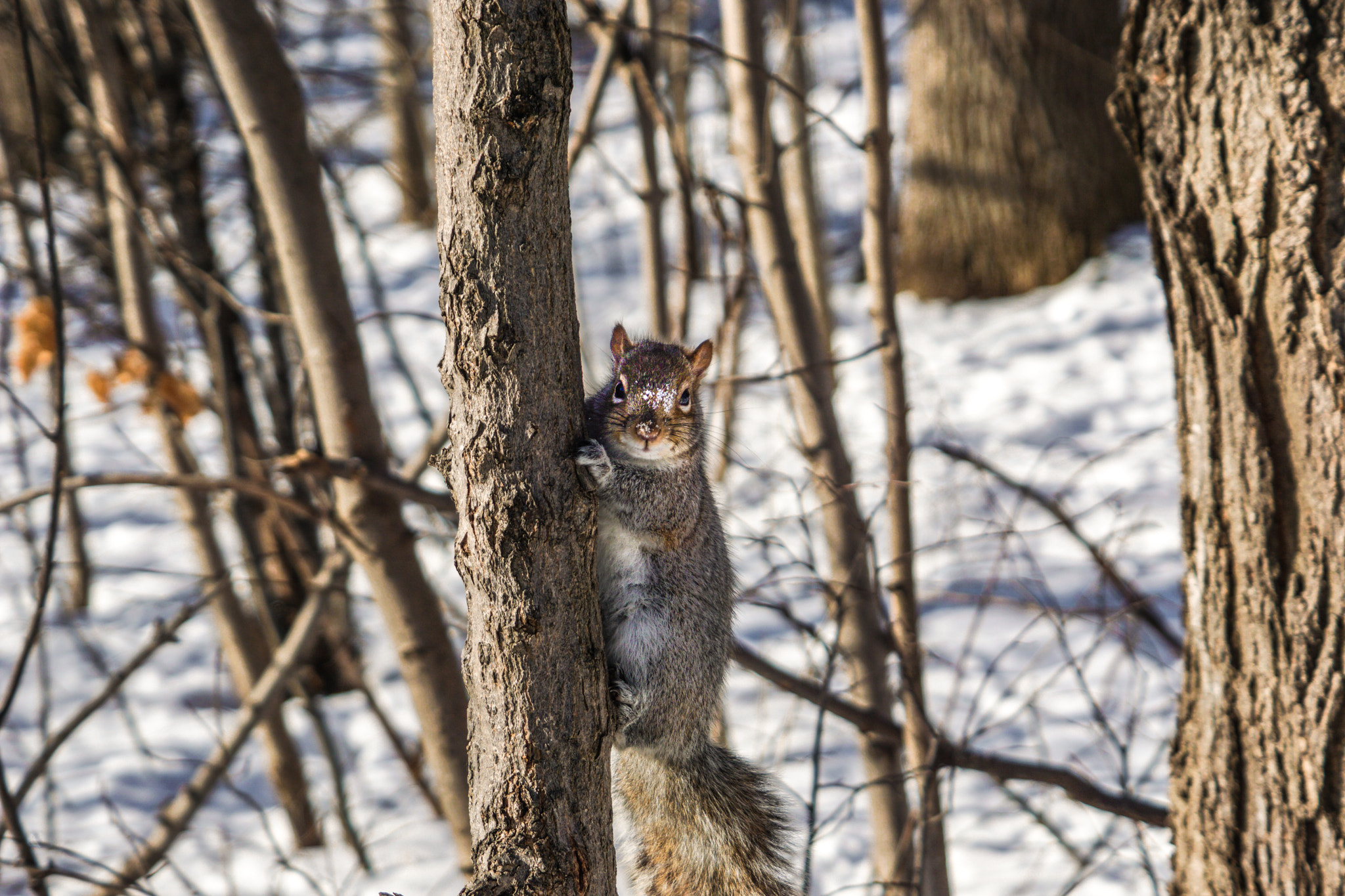 Sony a6000 + Sony FE 24-240mm F3.5-6.3 OSS sample photo. Sniffy photography