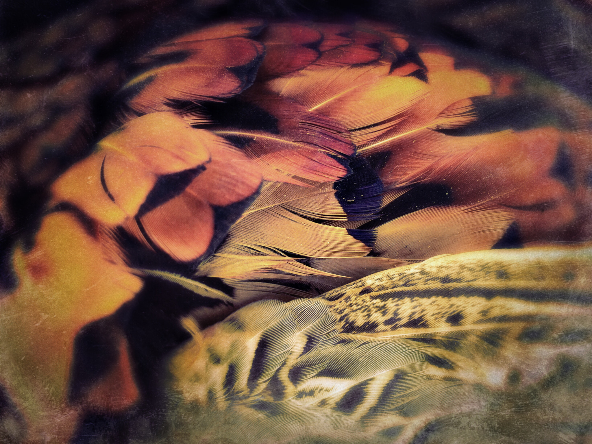 Hipstamatic 301 sample photo. Feathers photography