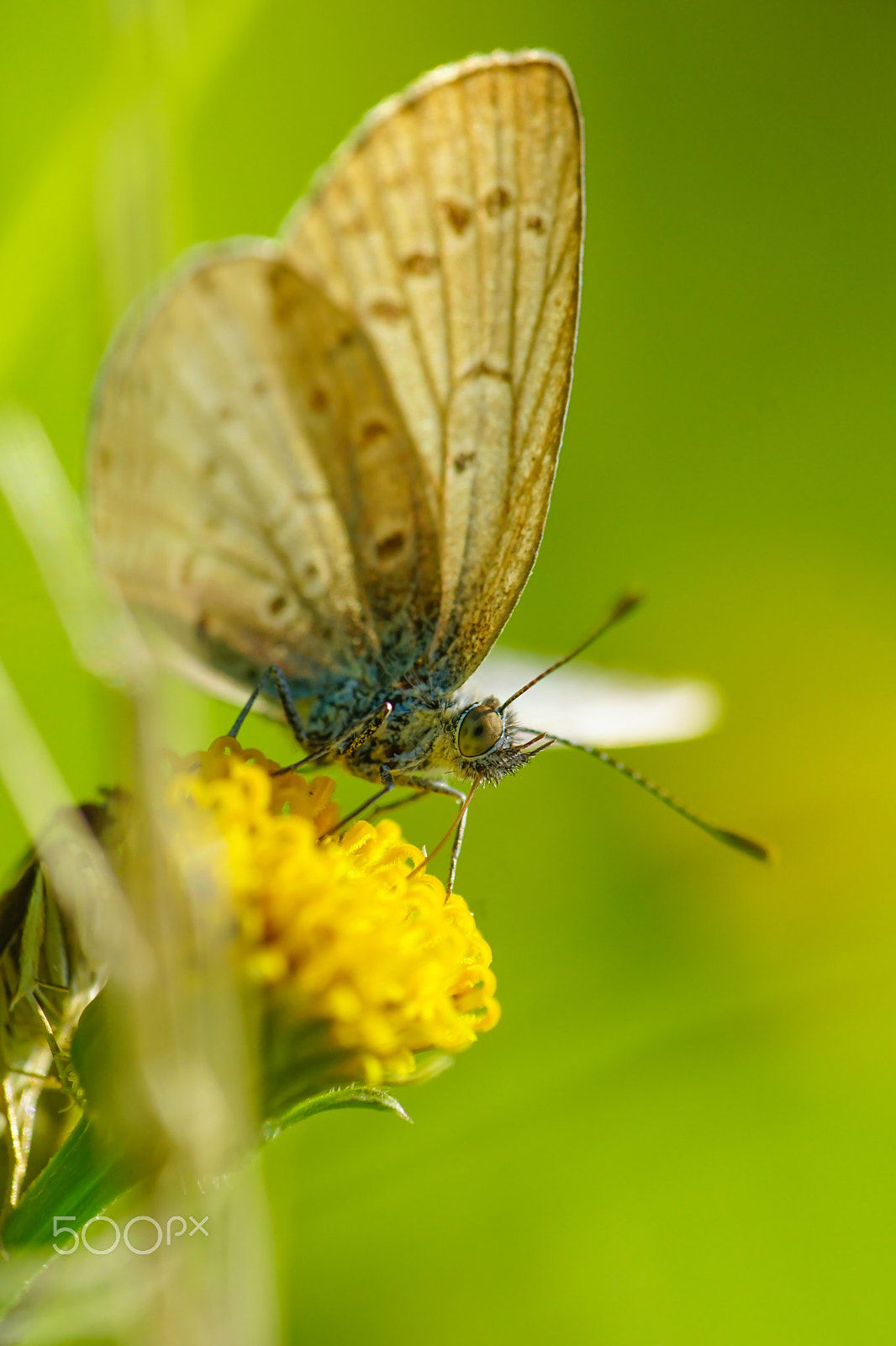 Sigma 180mm F3.5 EX DG Macro sample photo. The pale grass blue photography