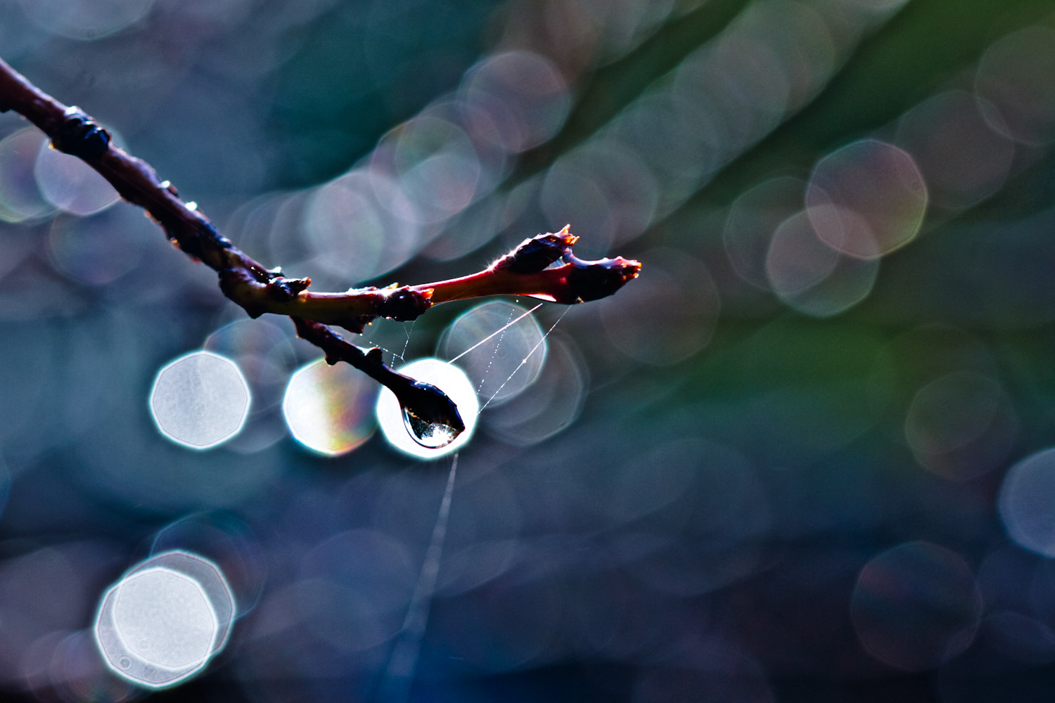 Canon EOS 7D + Canon EF 100mm F2.8 Macro USM sample photo. The force that drives the flower photography