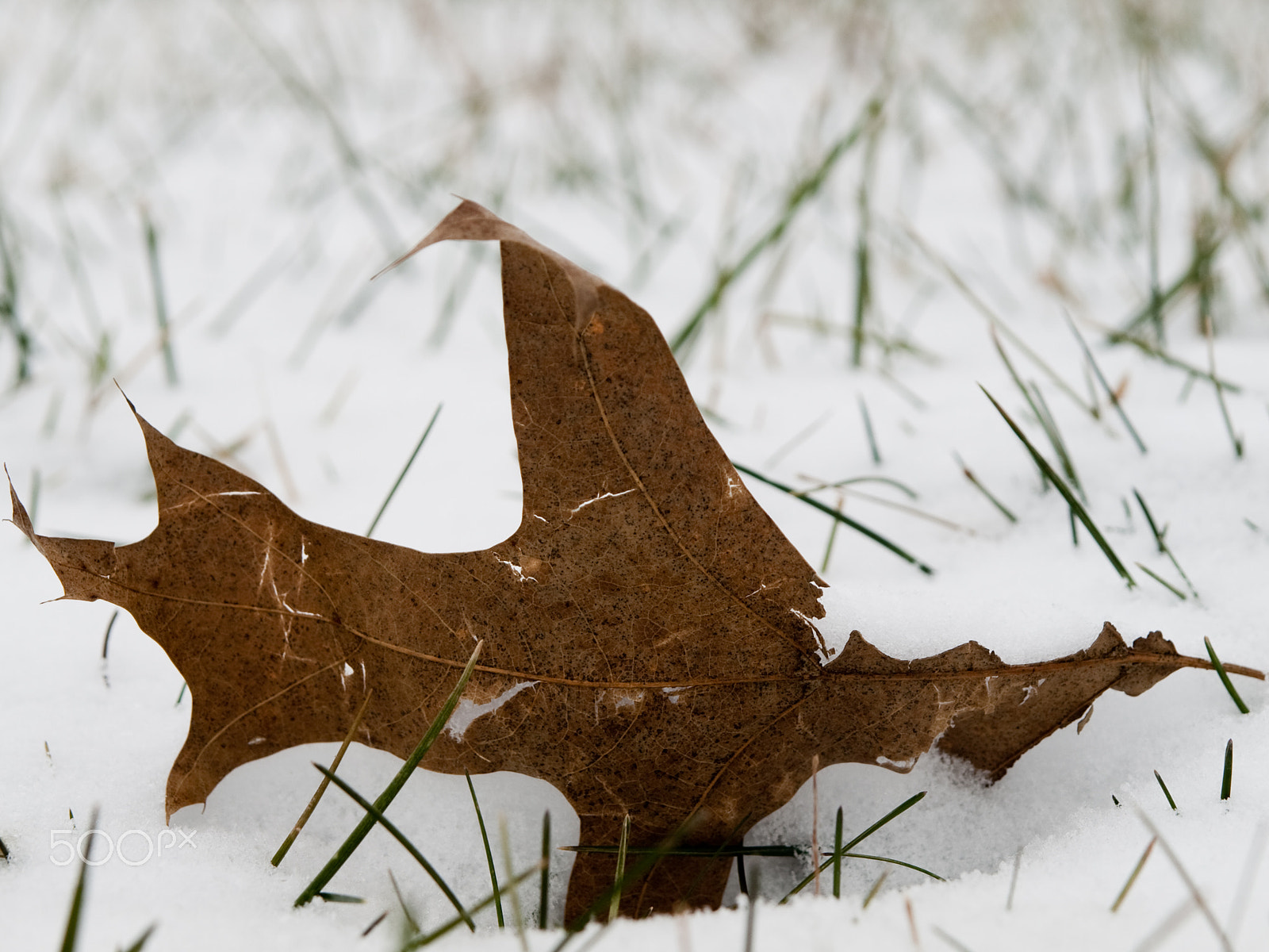 Olympus E-420 (EVOLT E-420) + OLYMPUS 14-54mm Lens sample photo. Brown oak leaf in snow photography