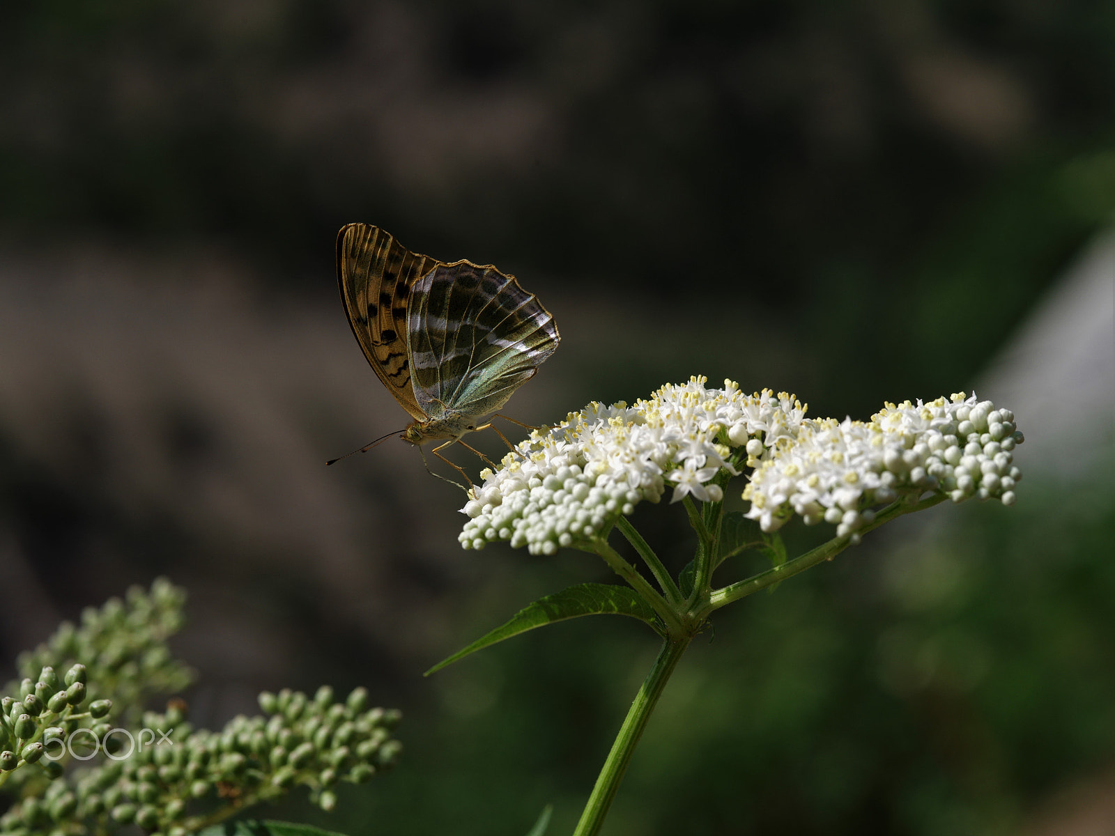 Pentax 645D + smc PENTAX-FA 645 Macro 120mm F4 sample photo. Butterfly photography