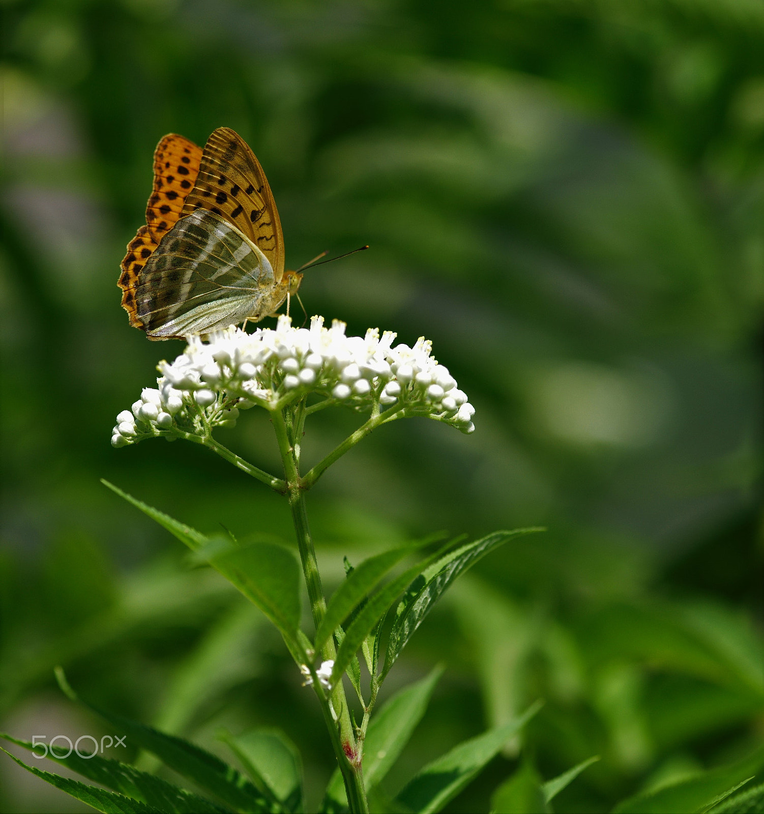 Pentax 645D + smc PENTAX-FA 645 Macro 120mm F4 sample photo. Butterfly photography