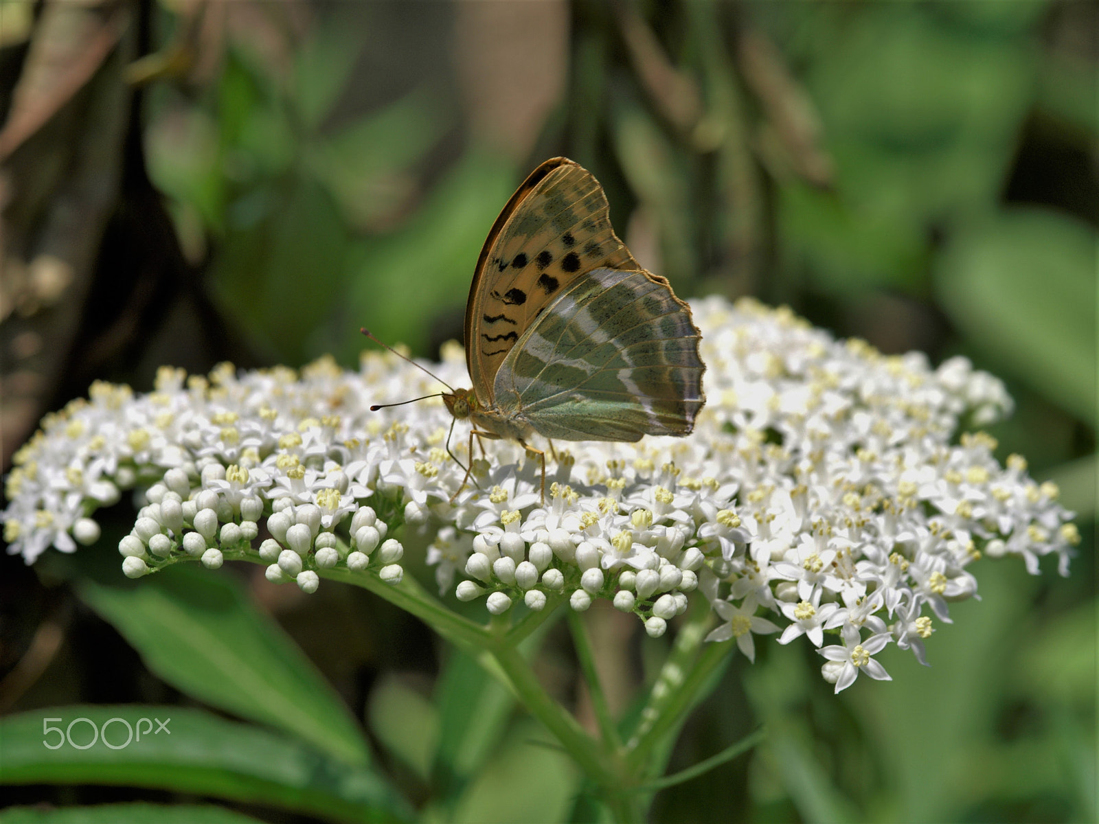 Pentax 645D + smc PENTAX-FA 645 Macro 120mm F4 sample photo. Butterfly photography