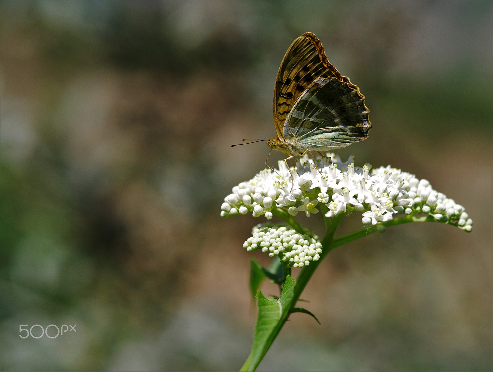 Pentax 645D + smc PENTAX-FA 645 Macro 120mm F4 sample photo. Butterfly photography